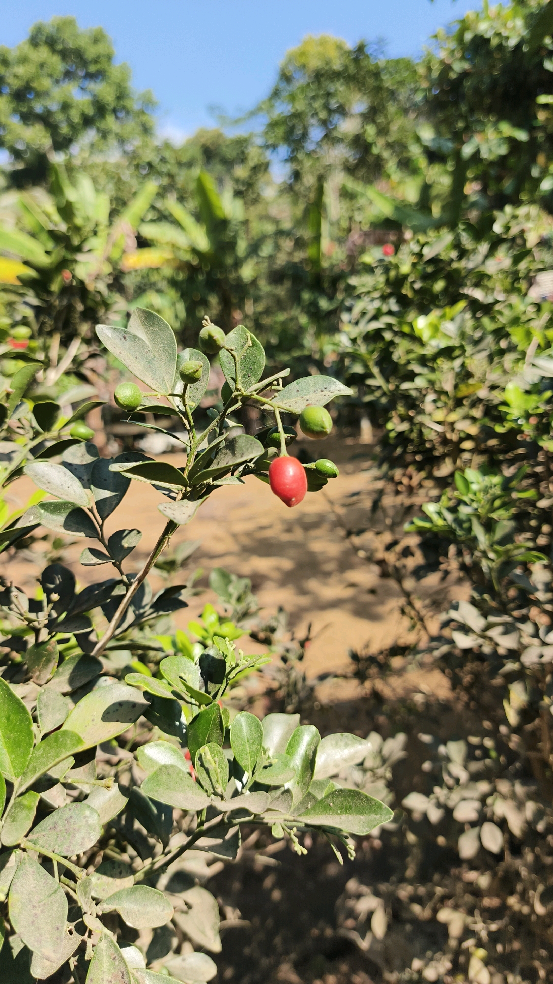 The image shows a close-up view of a plant with green leaves and a single, bright red berry. Several unripe green berries are also visible on the branch. The plant is outdoors, with a blurred background of more greenery and a clear blue sky. The ground appears to be dry and sandy. The lighting suggests it is daytime and sunny. The scene is located in Donorejo, Indonesia, though no specific landmarks or other identifying features of the location are visible in the image. There are no people or animals present.