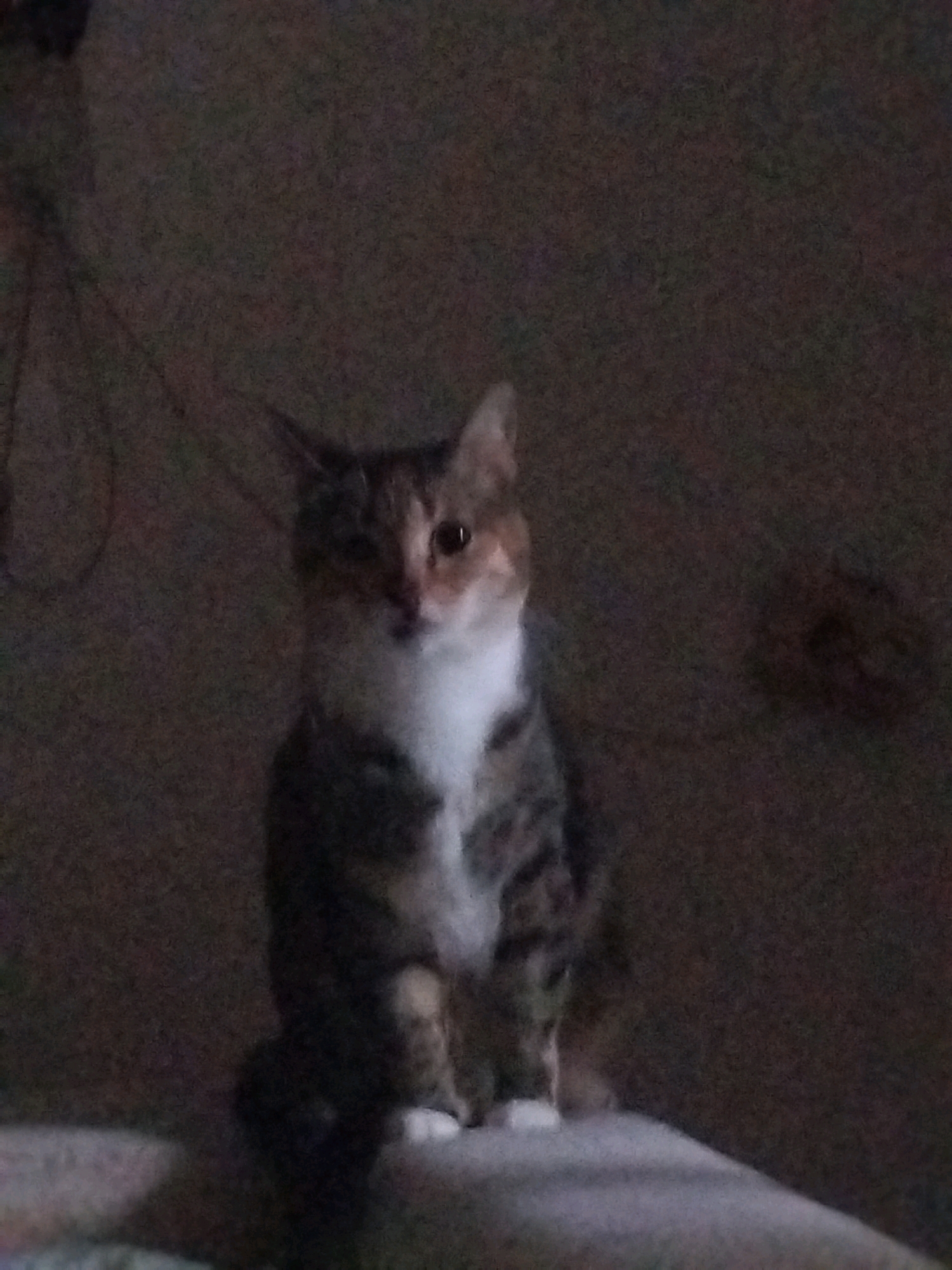 A calico cat with white chest fur and tabby markings sits on a surface, facing the camera. The background is dark and indistinct, with some textured patterns suggesting a wall or fabric. The lighting is dim. The image does not contain any identifiable landmarks, individuals, or details that would allow for pinpointing a specific location within Minsk, Belarus or any other city.
