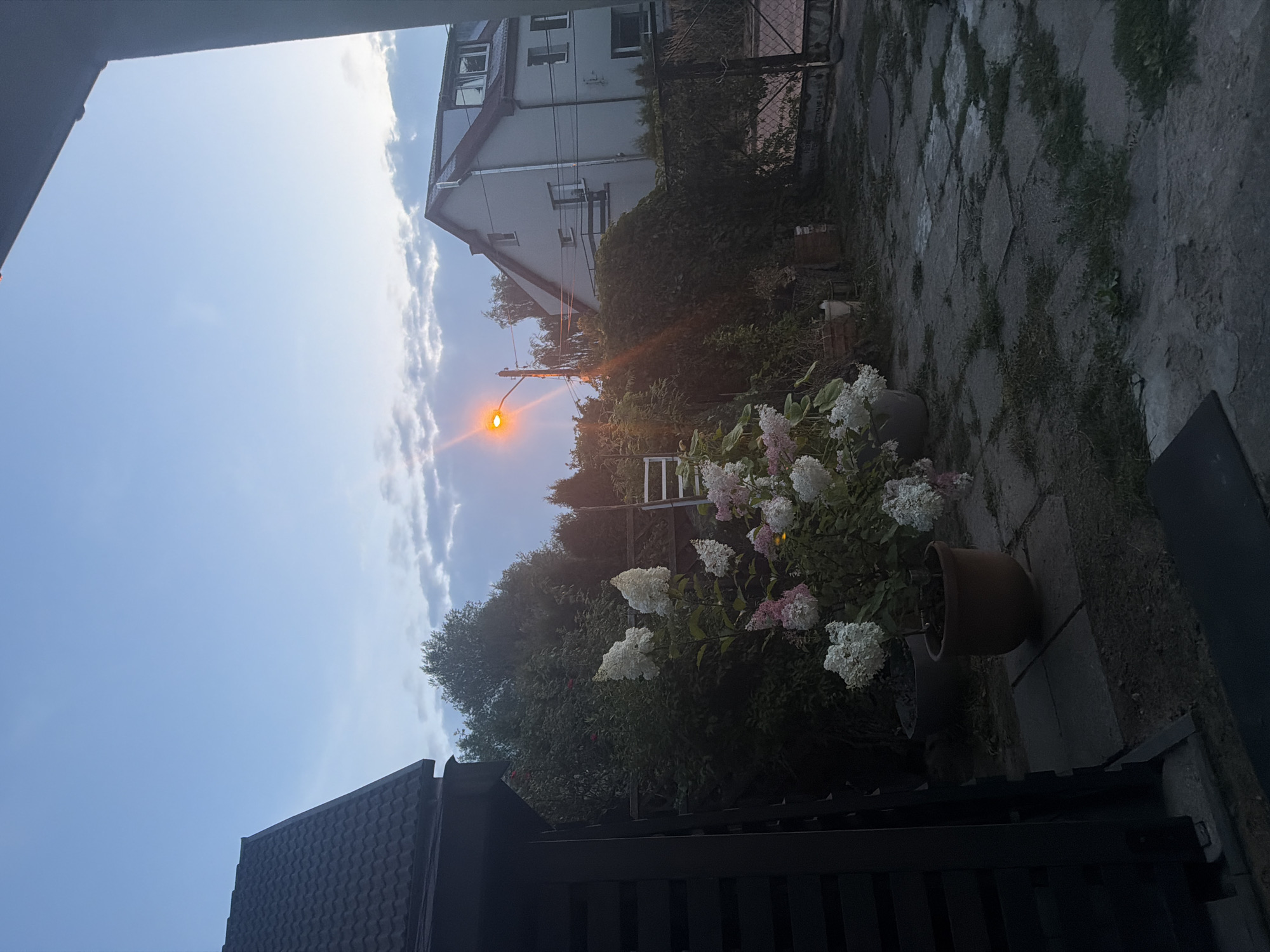 The image depicts a twilight scene in a backyard or courtyard area, possibly in Szczecin, Poland, given the architectural style of the buildings and the presence of a streetlamp. In the foreground, to the left, a dark, modern-looking structure, possibly a shed or garage with slatted siding, is visible. Adjacent to it, a large pot contains a flowering plant with white and pink blooms, likely hydrangeas. The ground is paved with large, irregular flagstones, with patches of grass growing between them.
To the right, a pale gray building with a dark red tiled roof dominates the background. It has multiple windows and a balcony. A metal fence runs along the side of the property. A prominent streetlamp with an orange glow is positioned near the building, casting a warm light that creates lens flare in the image. The sky above is a pale blue with wispy clouds, indicating either sunrise or sunset. The overall atmosphere is calm and quiet, suggesting a residential area at the end of the day. There are no people visible in the image.