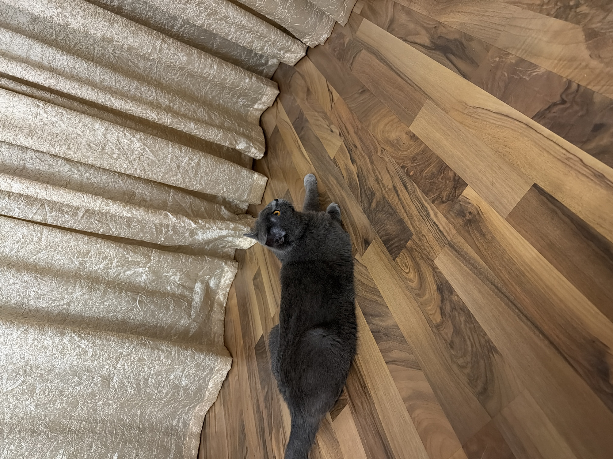 A grey cat lies on a wooden floor next to a cream-colored curtain. The cat is facing to the right, with its body elongated and its paws tucked beneath it. The curtain is draped behind the cat, with a textured surface and vertical folds. The wooden floor has a visible grain pattern and is laid in planks. The scene is indoors, likely in a residential setting. There are no people visible in the image. The location is not specified.