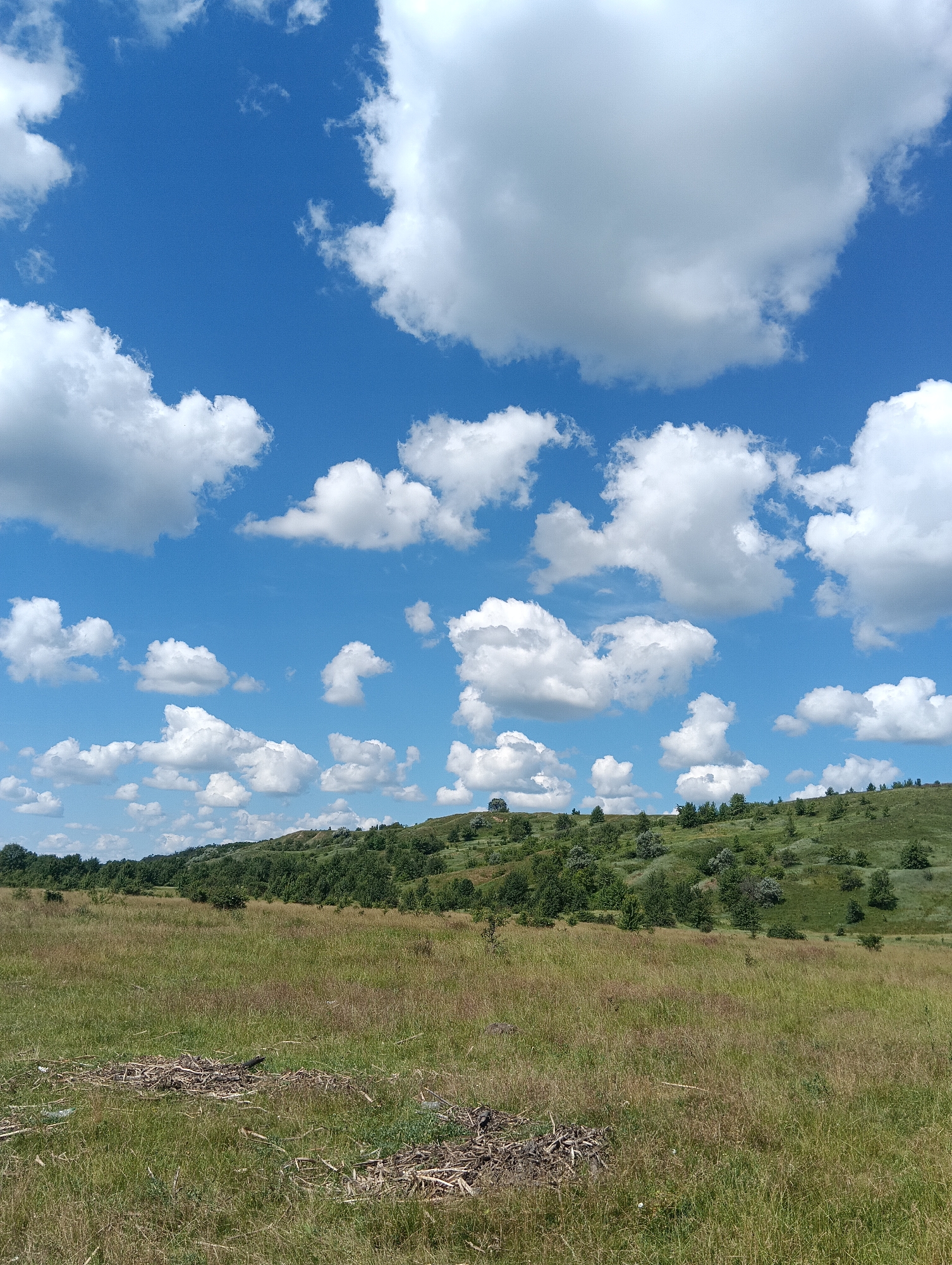 This is a vertical, eye-level, outdoor photograph of a grassy field with a treed hill in the background under a bright blue sky filled with white, puffy clouds. The foreground is a field of dry, brown and green grass with several piles of wood debris scattered across it. The middle ground is a gently sloping hill covered in green grass and dotted with various trees and shrubs. The background is a vibrant blue sky with numerous white cumulus clouds of varying sizes and shapes.
The scene appears to be a natural landscape, likely a rural or undeveloped area, bathed in bright daylight, suggesting it is midday or early afternoon. The weather appears to be fair and sunny, with the clouds indicating fair weather cumulus. There are no people or animals visible in the image, and no text is present. The overall impression is one of a peaceful, natural environment on a clear, pleasant day.