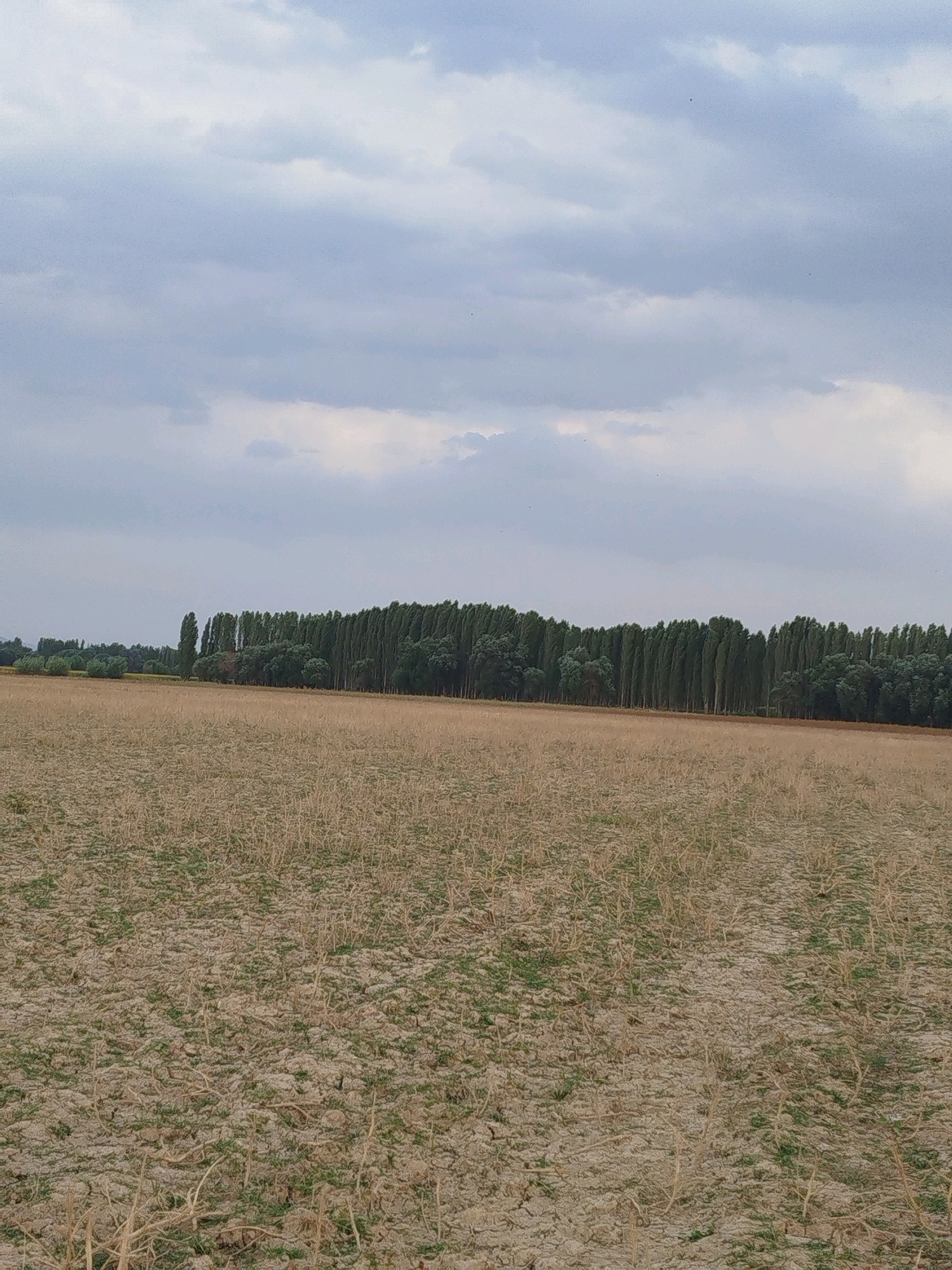 The image shows a rural landscape under a cloudy sky. In the foreground, a dry, cracked field with sparse dry vegetation suggests arid conditions. In the midground, a line of tall, slender green trees forms a dense barrier, with some shorter trees and foliage interspersed. The background is dominated by a hazy sky with numerous clouds. The scene appears to be an open field with a treeline, typical of rural or agricultural areas. There are no people or animals visible in the image, nor any signs of structures or human activity beyond the field itself. The overall impression is one of a vast, open space with a distinct line of trees separating the field from the sky.