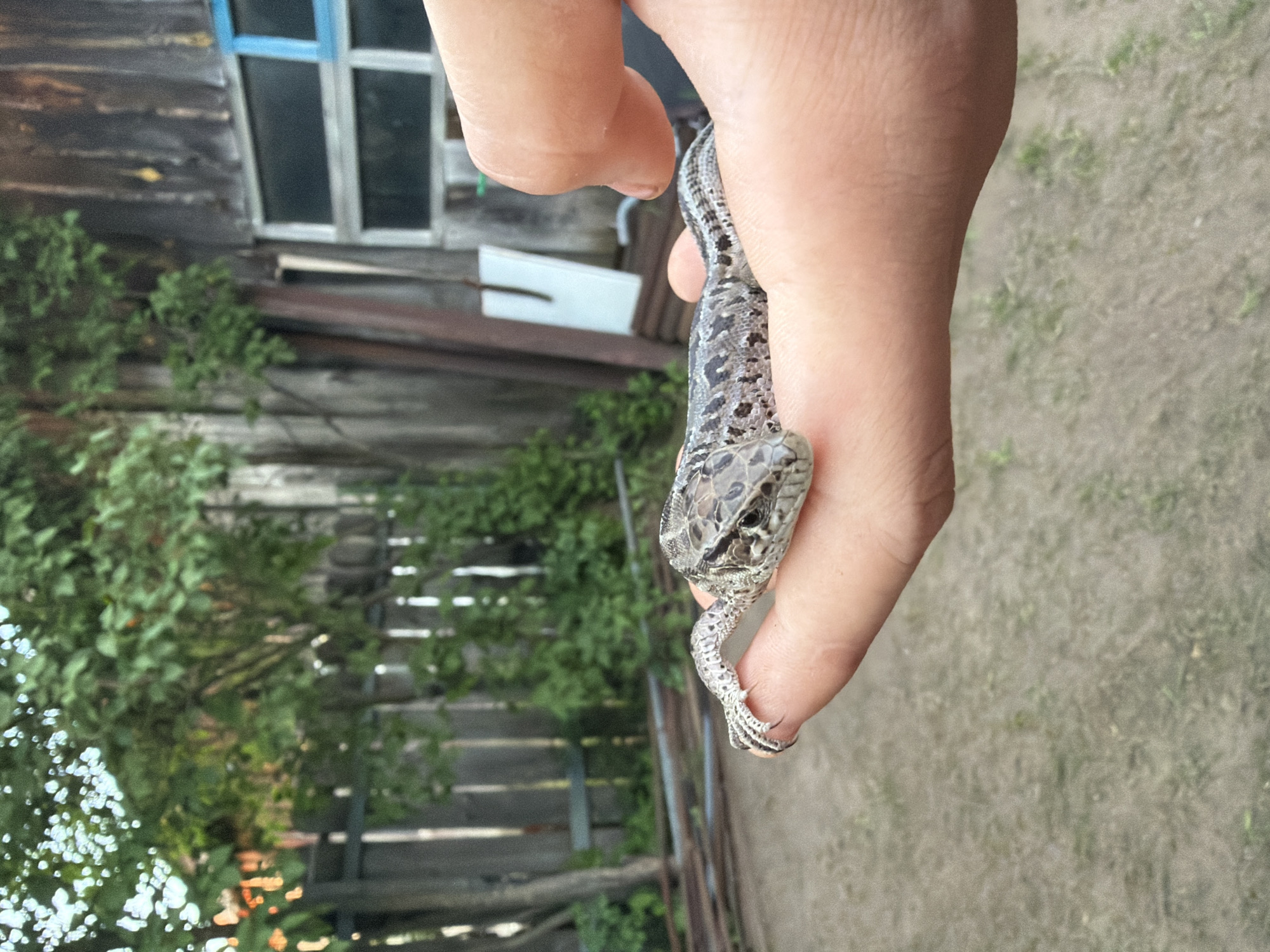 The image, captured in what appears to be a rural or semi-rural setting, possibly in Гаревая, Russia, shows a small lizard held gently in a human hand. The hand, light-skinned, occupies a significant portion of the right side of the frame, with the lizard's head and upper body visible as it wraps around a finger. The lizard has a distinct patterned skin, appearing greyish-brown with darker spots and scales, and its delicate claws are visible gripping the skin.
In the background, an old wooden building with horizontal planks is visible on the left, featuring a window with a bright blue frame. Below the window, a white, rectangular object is leaning against the building. Lush green foliage and bushes grow in front of the building and a rustic wooden fence can be seen further back, partially obscured by the greenery. The ground in the foreground and to the right is dirt or dry earth with sparse patches of grass. The lighting suggests it is daytime, under clear weather conditions, casting natural light on the scene. There is no discernible text visible in the image. The overall impression is one of a casual outdoor interaction with nature.