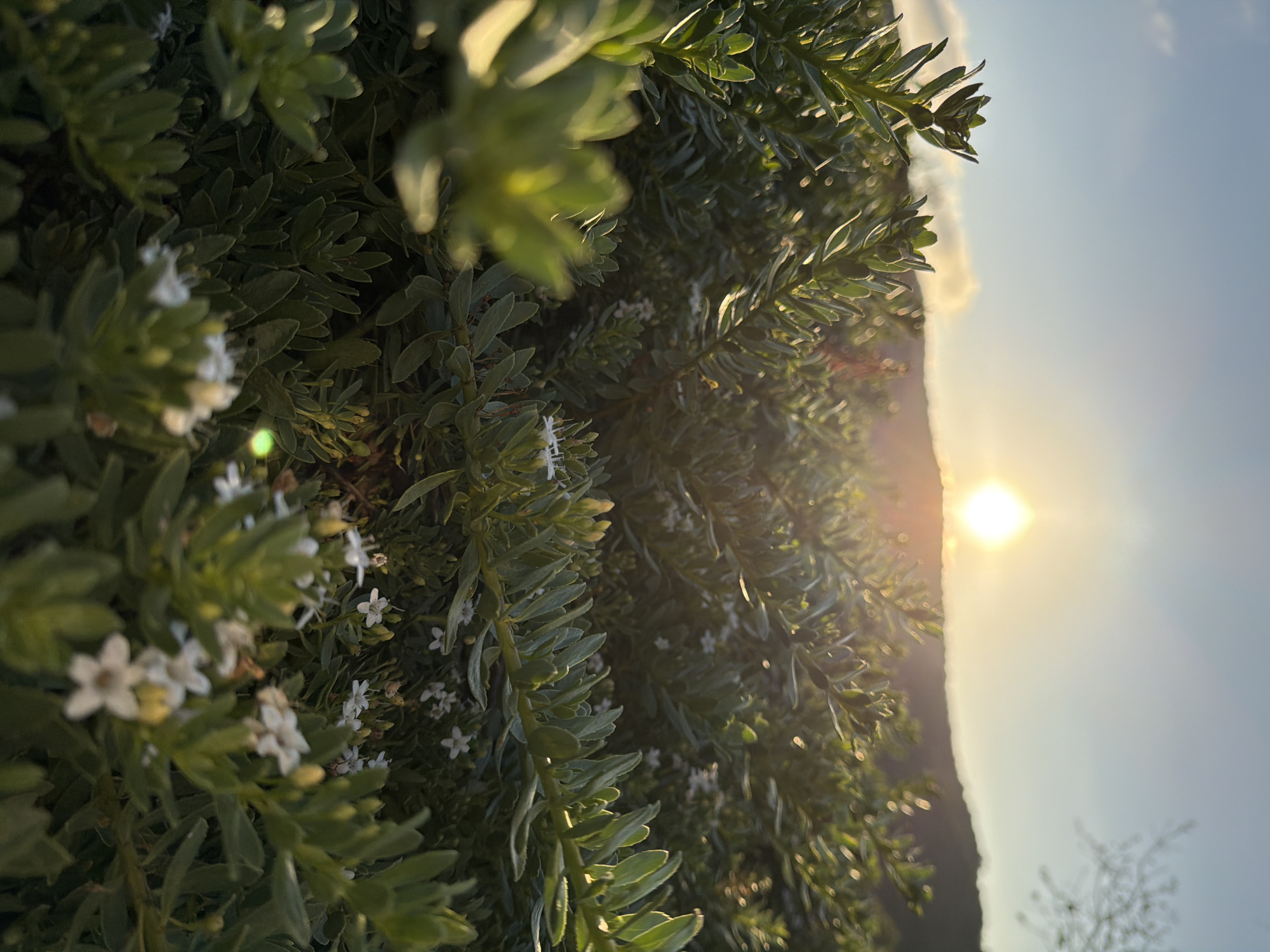 The image is a close-up shot of green foliage with small white flowers, set against a backdrop of a sunset over a hazy, mountainous horizon. The sun is visible as a bright orb near the top center of the image, casting a warm glow over the scene and creating lens flares. The foliage in the foreground is in sharp focus, with individual leaves and buds clearly discernible. The background is softly blurred, with the silhouette of hills against the gradient of the sunset sky, which transitions from a pale blue to a warm orange. There are no people or animals visible in the image. The environment appears to be outdoors, likely a natural setting such as a park or hillside. The image was captured in Aliso Viejo, United States of America.