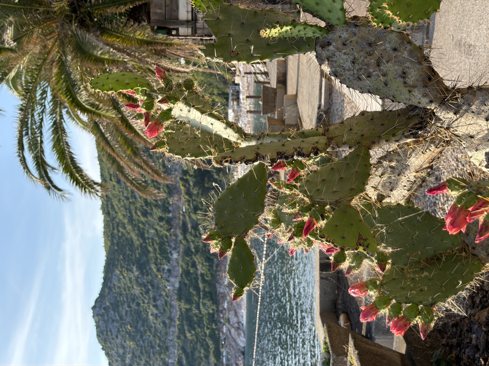 The image shows a flowering prickly pear cactus in Kamenovo, Montenegro, with the Adriatic Sea, a rocky coastline, and a partial view of a palm tree in the background. The cactus has green pads with red flowers in various stages of bloom and many visible spines. The water has a light reflection and the shoreline is visible in the distance. Part of the town is visible with stone walls, and what appear to be buildings. The scene is bathed in sunlight.