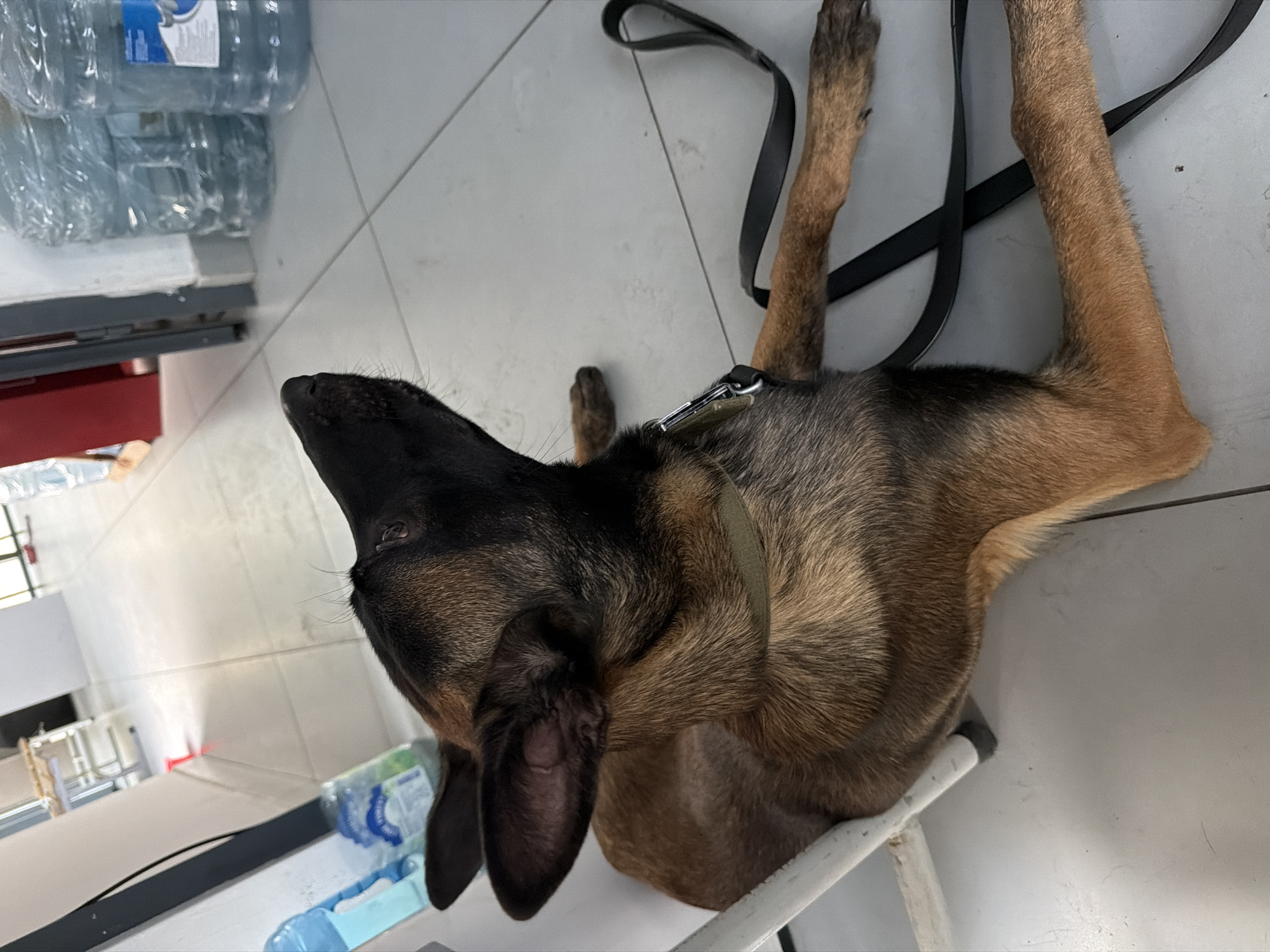 A Belgian Malinois dog is lying on a white chair, facing away from the camera and looking upwards. The dog has brown fur with black markings on its face and ears. It is wearing a green collar and a black leash is attached to it. The background shows a tiled floor, several large plastic water jugs, and a doorway. The environment appears to be indoors, possibly an office or a commercial space. There are no people visible in the image.