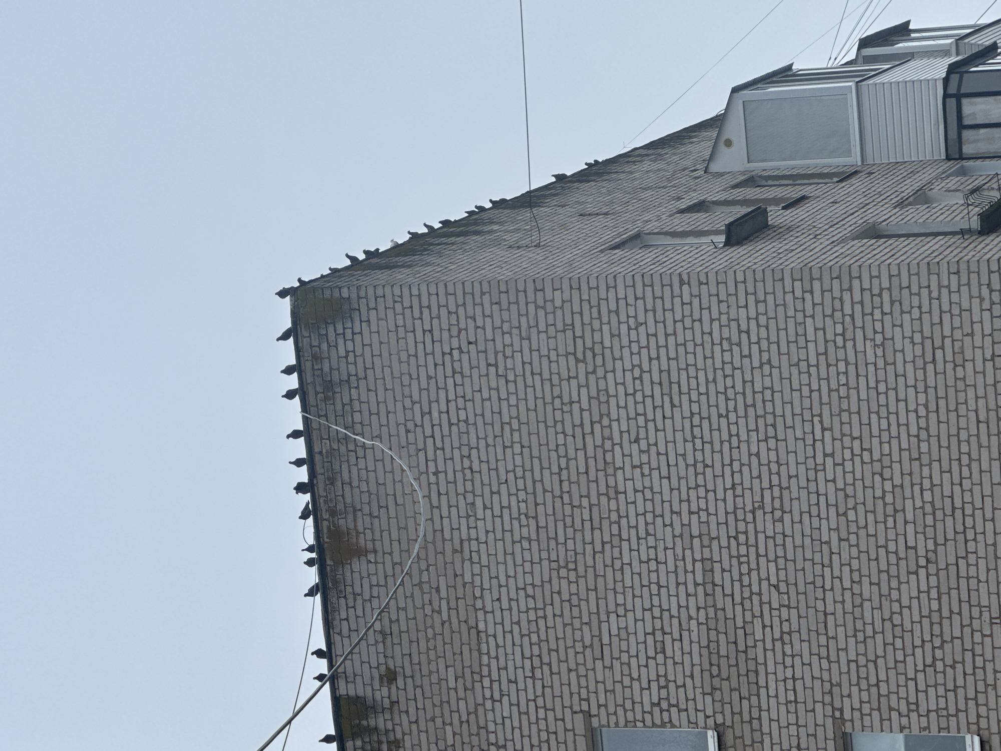 A low-angle, medium shot shows the corner of a brick building in Chaikovsky, Russia. A line of birds sits perched along the top and side edges of the building, silhouetted against the pale sky. The building itself appears to be constructed from gray bricks laid in a standard running bond pattern. Several skylights are visible on the roof of the building. Power lines extend from the rooftop.