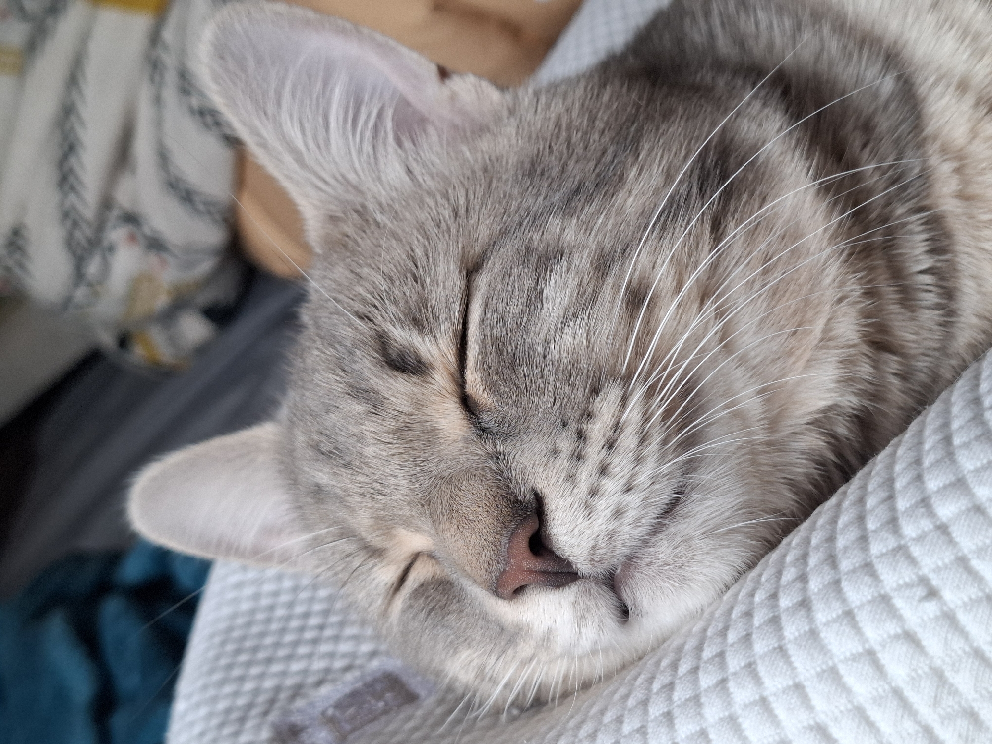 A close-up photograph depicts a light gray tabby cat sleeping peacefully. The cat's head rests on a white quilted surface, possibly a blanket or pillow. The cat's eyes are closed, and its pink nose is visible. Long, white whiskers extend from its muzzle. The cat's left ear is visible and slightly turned towards the viewer. The background includes a soft-focus area of cream and white fabric. The image does not provide any contextual clues to determine if this photo was taken in Novi Sad, Serbia.