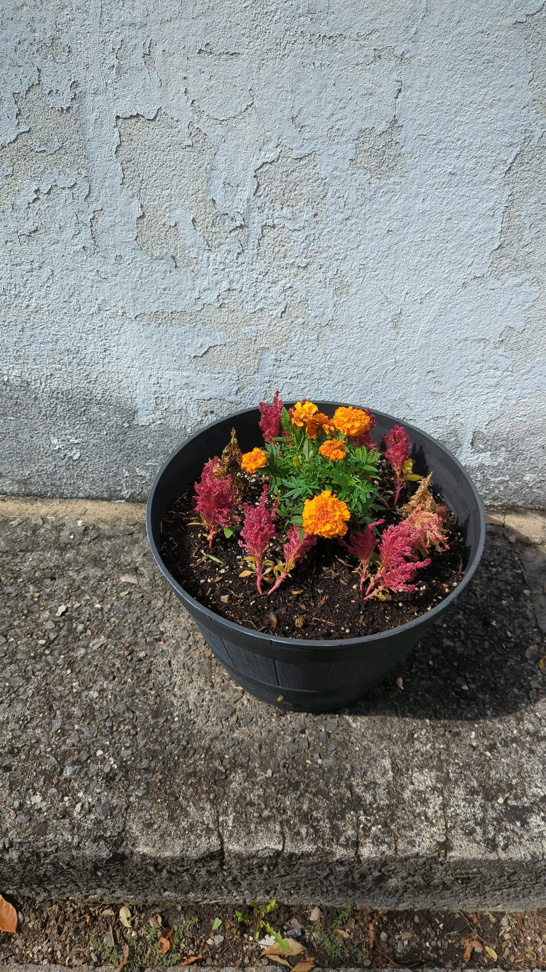 In Montreal, Canada, a dark grey planter is filled with soil and a mixture of bright orange marigolds and deep red celosia flowers. The planter sits on a rough, grey concrete surface. Behind the planter, a light blue wall displays signs of peeling paint, revealing patches of a lighter grey underneath. The wall casts a subtle shadow onto the concrete.