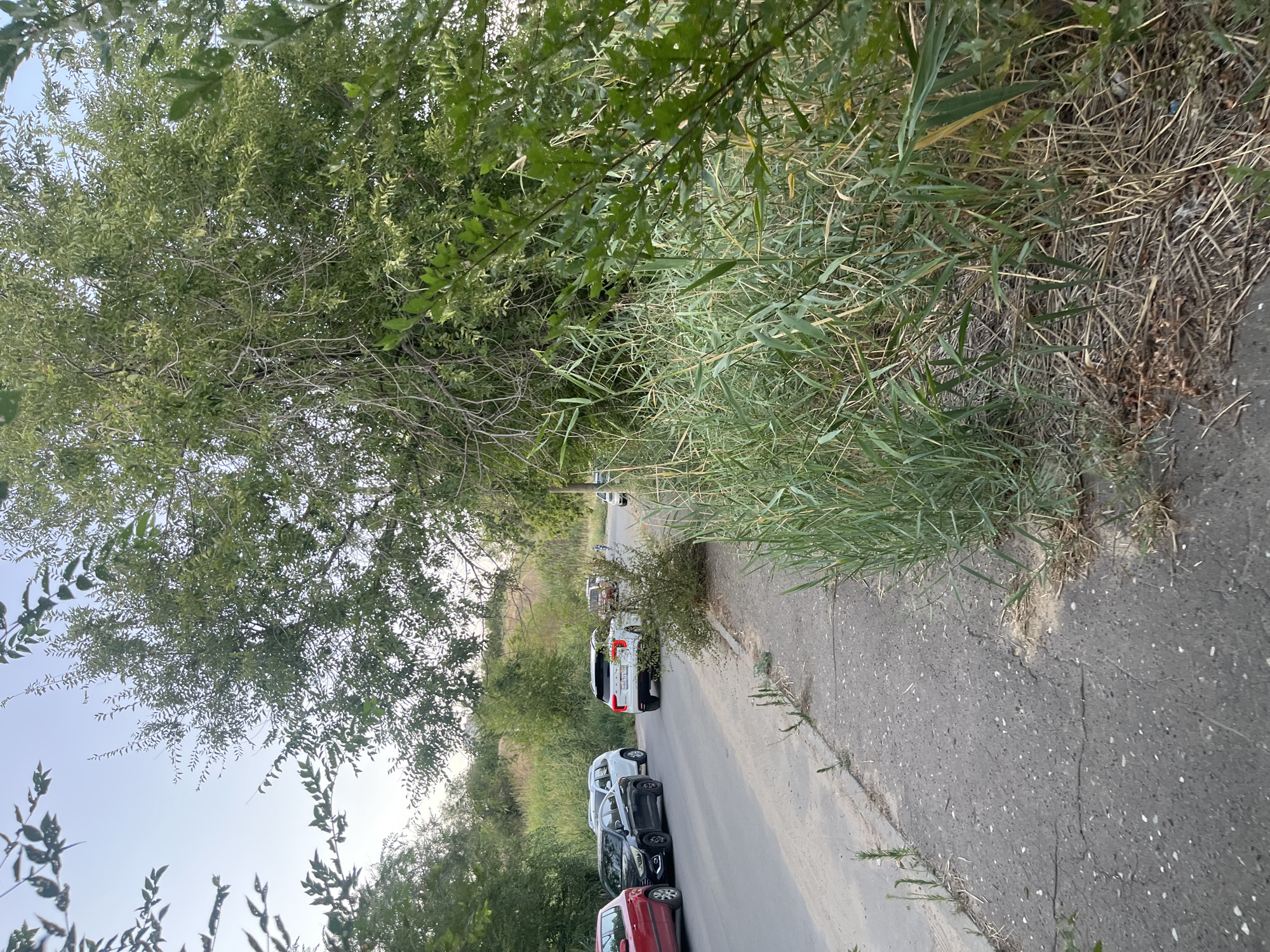 A road with parked cars and a sidewalk is visible in Volgograd, Russia. The road is asphalt and has some cracks. Several cars are parked on the side of the road, including a red sedan, a black sedan, a white SUV, and a white crossover. A large tree with green leaves overhangs the scene, casting shadows on the road. Tall grass and reeds grow along the sidewalk and road. The sky is clear and a light blue. In the distance, there are hills covered with vegetation. A few people are visible on bicycles in the distance.