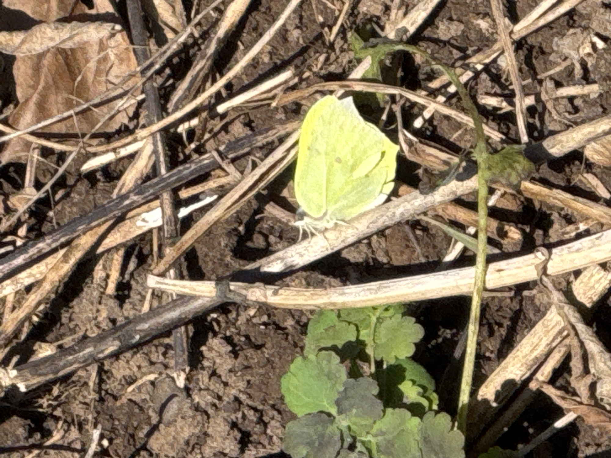 A yellow butterfly is perched on a twig amongst dry branches and green vegetation in an outdoor environment. The ground is visible and appears to be composed of soil. The location and city of Chaikovsky, Russia cannot be determined from this single image.