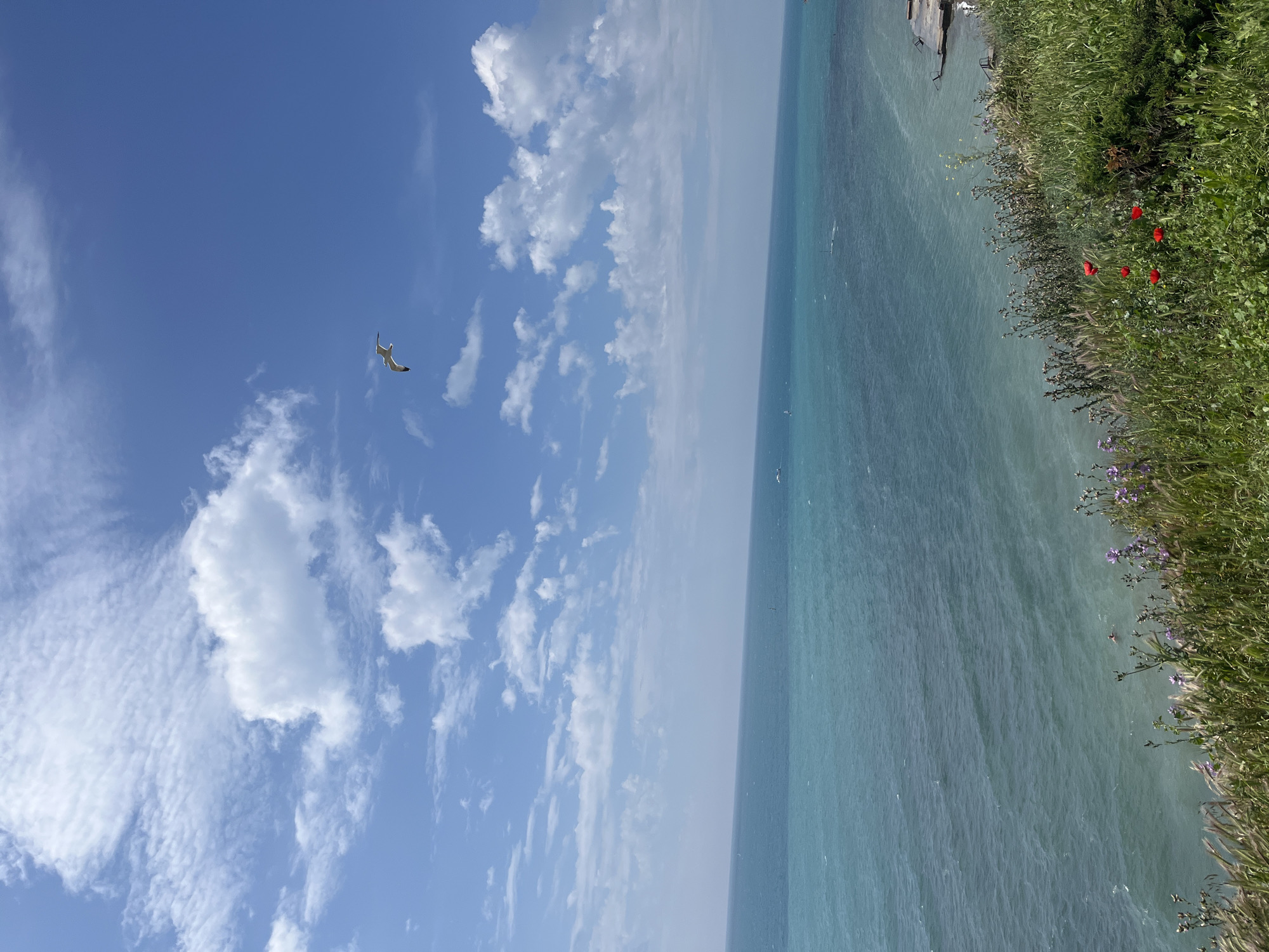 The image presents a vibrant coastal landscape, viewed from an elevated perspective overlooking the sea. The scene is bisected by a horizon line, separating a clear blue sky from the expansive sea and a lush green coastline.
The sky above is a brilliant blue, populated by scattered white cumulus clouds and finer, wispy cirrus clouds. A white seagull is prominently featured, captured in mid-flight in the upper left portion of the frame.
The sea below displays a striking gradient of turquoise to deeper blue hues, indicative of clear waters. Its surface is calm, showing gentle ripples that reflect the bright daylight. In the distant waters, faint specks are visible, possibly representing small boats or distant birds.
To the right, a verdant strip of land forms the coastline, likely a cliff edge, covered in dense green grass and various plants. This vibrant greenery is dotted with several bright red poppies, along with some purple and smaller white flowers, adding bursts of color to the foreground. Partially visible at the very edge where the land meets the water, beneath the green bank, are some dark, angular structures, which could be remains of a small jetty, stairs, or coastal fortifications.
The scene depicts a beautiful, clear day, suggesting either morning or early afternoon due to the strong, direct sunlight. The weather appears calm and pleasant. The overall ambiance is one of natural tranquility and beauty. There is no visible text in the image. The setting is consistent with the coastal areas around Anapa, Russia.