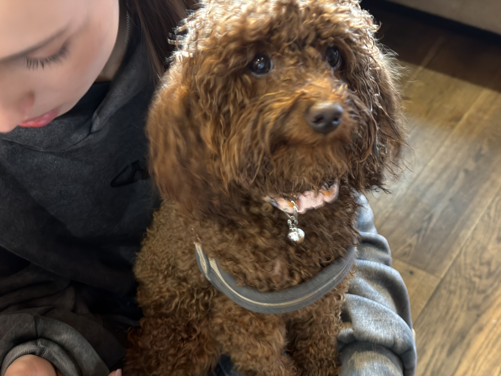 A person is holding a brown poodle-type dog with curly fur, wearing a gray harness and a collar with a bell. The person, wearing a gray hooded sweatshirt, is visible from the shoulders up, with their face partially obscured. The background includes a wooden floor and a glimpse of a dark object or furniture in the upper right corner. The location cannot be determined from this image.