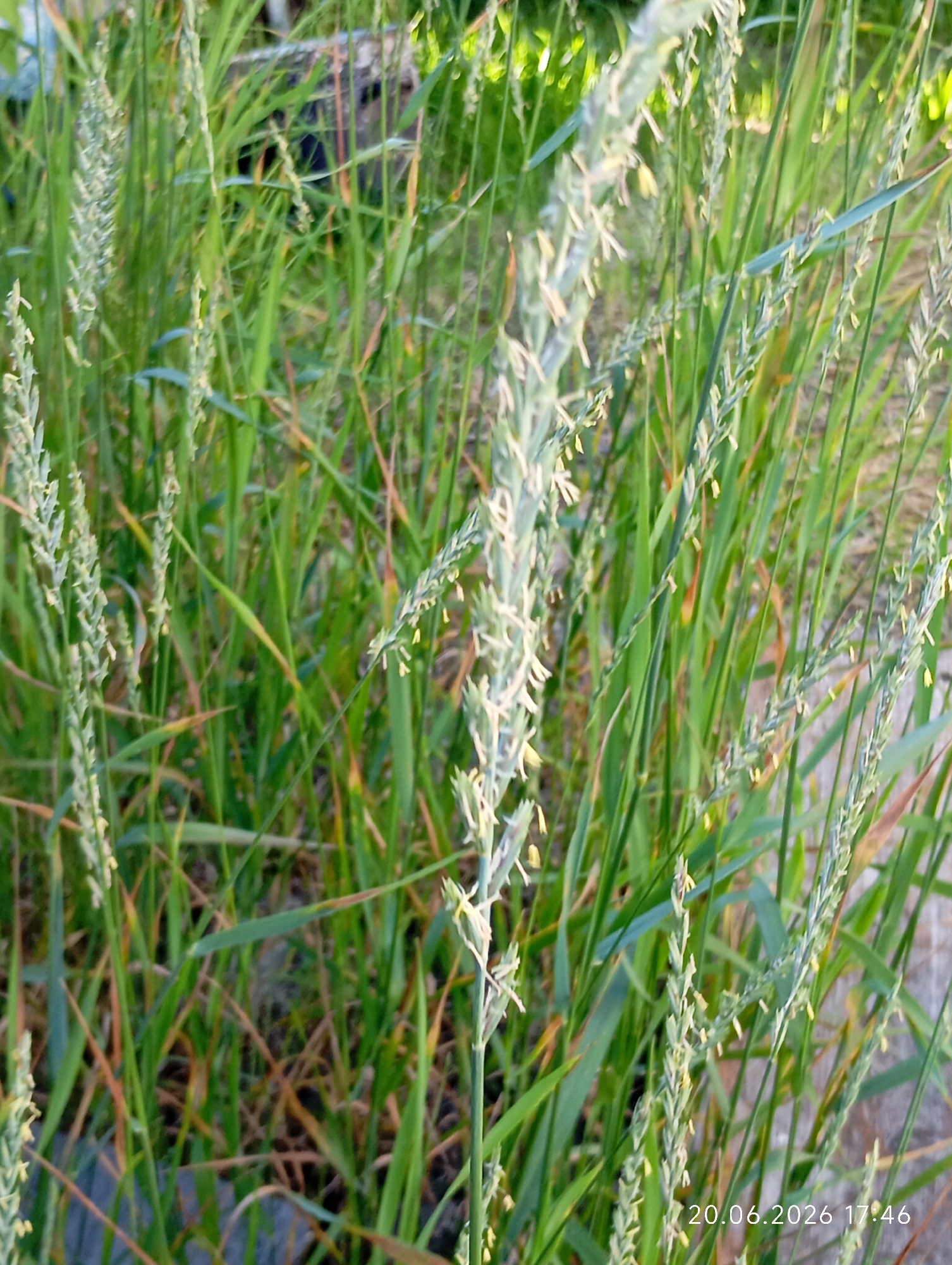 The image depicts a close-up view of tall, green grass with visible seed heads. The grass is densely packed, with some stalks showing dried, brown tips. In the background, out of focus, are more green vegetation and a dark, possibly metallic object. A timestamp in the lower right corner reads "20.06.2026 17:46". The scene appears to be an outdoor environment, likely a field or a grassy area within or near the city of Урыцкі сельскі Савет, Belarus, given the timestamp's implication of a precise location. There are no people or animals visible in the frame.