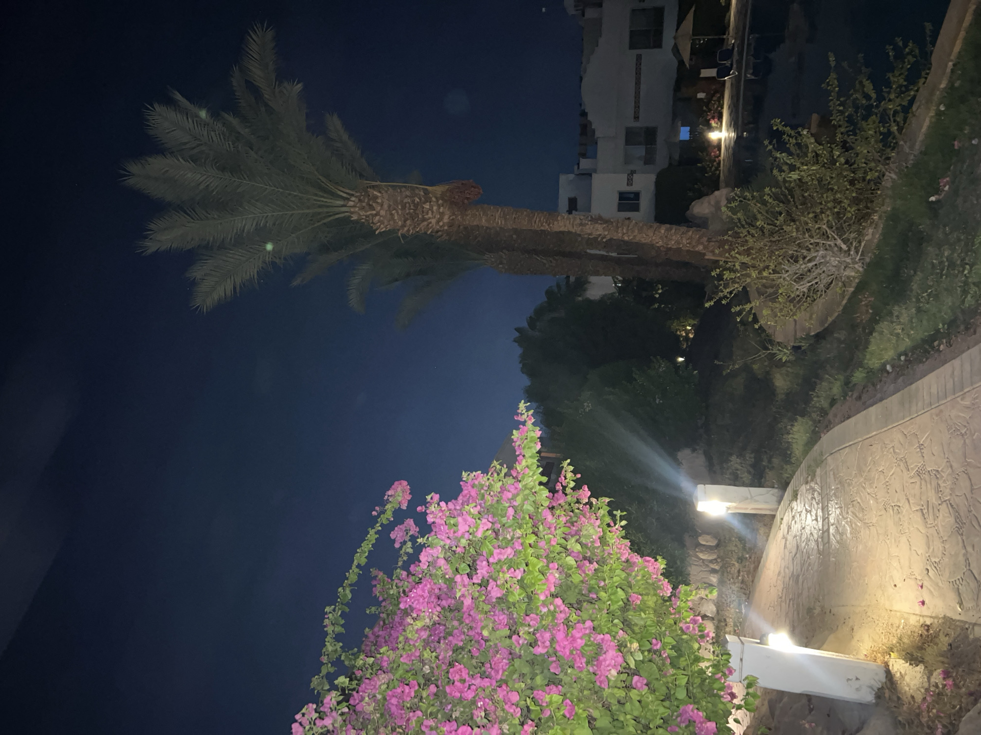 This is a nighttime outdoor scene in Sharm El Sheikh, Egypt, featuring a pathway illuminated by lampposts. To the left of the path, a vibrant bougainvillea bush with bright pink flowers is prominent, arching over the walkway. The pathway itself is paved with decorative stone and curves to the right. Beyond the path, there is lush greenery and several palm trees, with two appearing in the mid-ground. In the background, white buildings with multiple windows and balconies are visible, suggesting a resort or residential complex. A swimming pool is situated in the right portion of the image, with lounge chairs and an umbrella visible nearby. The sky is a deep, dark blue, indicating it is nighttime. The scene is tranquil and appears to be well-lit by artificial lighting.