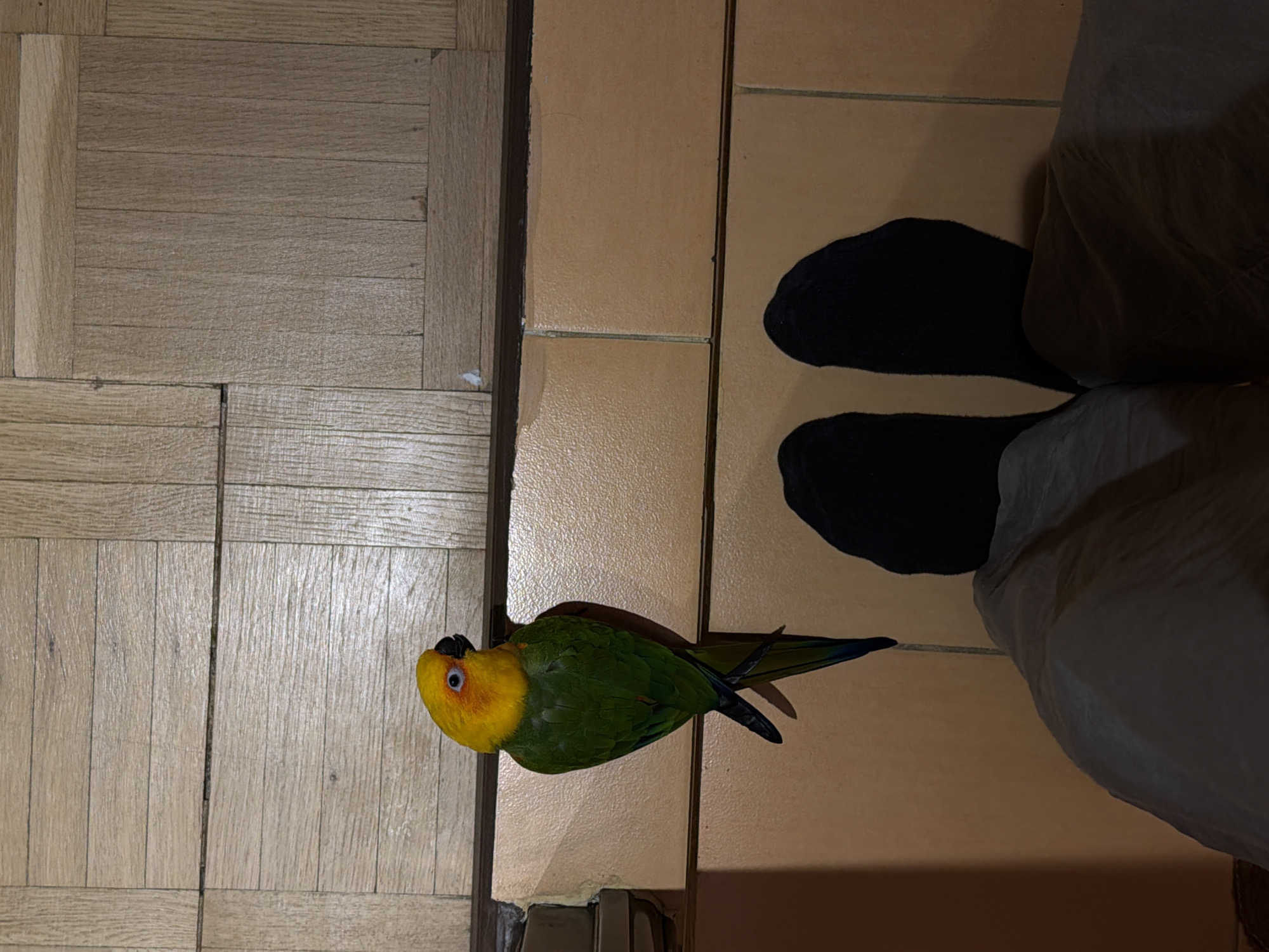The image shows a bird (a sun conure) on a floor made of different materials. The left side is wooden parquet flooring, and the right side is tan floor tiles. A person's feet and legs are visible on the right, wearing black socks and beige pants. The bird is between the wooden flooring and the tiled floor. There is no indication of the location being Khimki, Russia.