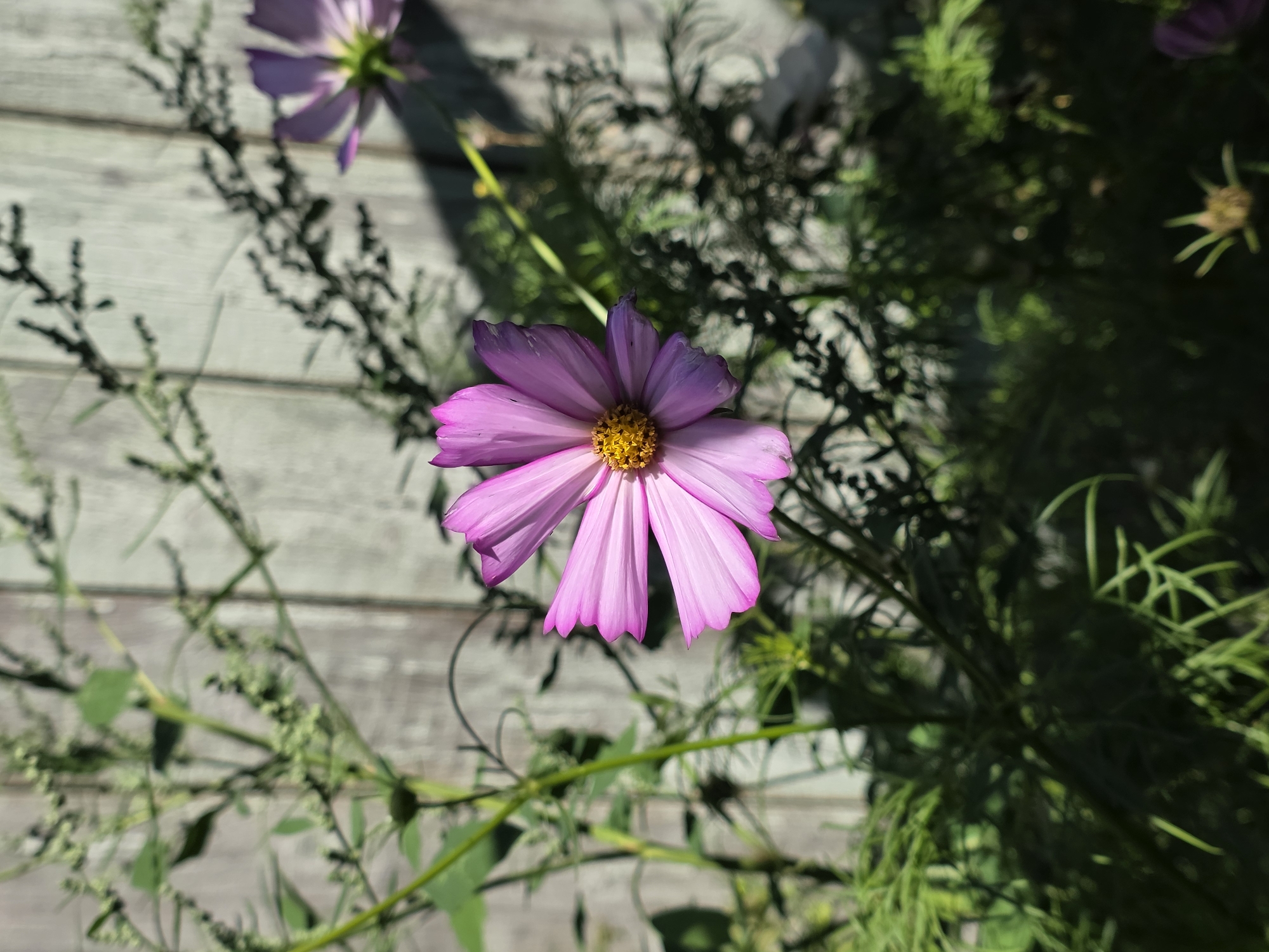 The image shows a close-up of a pink cosmos flower in bloom, with its delicate petals unfurling towards the viewer. The flower's center is a vibrant yellow, contrasting beautifully with the soft pink of its petals. The background is a weathered wooden fence, its vertical planks showing signs of age and exposure to the elements. Lush green foliage surrounds the flower, with some leaves and thin stems casting shadows on the fence. In the upper right corner, another pink cosmos flower is partially visible, suggesting a garden setting. The lighting suggests it is daytime, with sunlight filtering through the leaves and creating a dappled effect on the scene. The location is identified as Речицы, Russia.