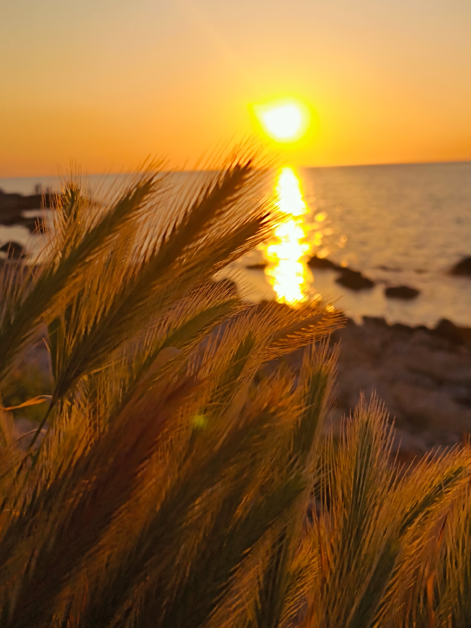 This vibrant image captures a serene sunset or sunrise over the Black Sea coastline in Sevastopol, Ukraine. The foreground is dominated by a close-up view of tall, wheat-like grasses or reeds, rendered in sharp detail. These plants feature numerous slender, spiky blades and heads, appearing in warm tones of golden-brown, amber, and some muted green, brightly backlit by the low sun.
In the midground, a brilliant, circular sun is prominently positioned near the horizon, casting an intense, golden reflection that shimmers across the calm water towards the viewer. The sea further out appears in darker shades, contrasting with the luminous path of sunlight. A dark, rocky shoreline or coast is vaguely visible along the horizon line in the background.
The sky above is a clear gradient of warm colors, transitioning from a bright, almost white-yellow immediately around the sun to a deep orange, and then fading into a lighter, softer orange-yellow at the top. The overall scene is bathed in a warm, golden light, creating a peaceful and natural ambiance. No people or visible text are present in the image.