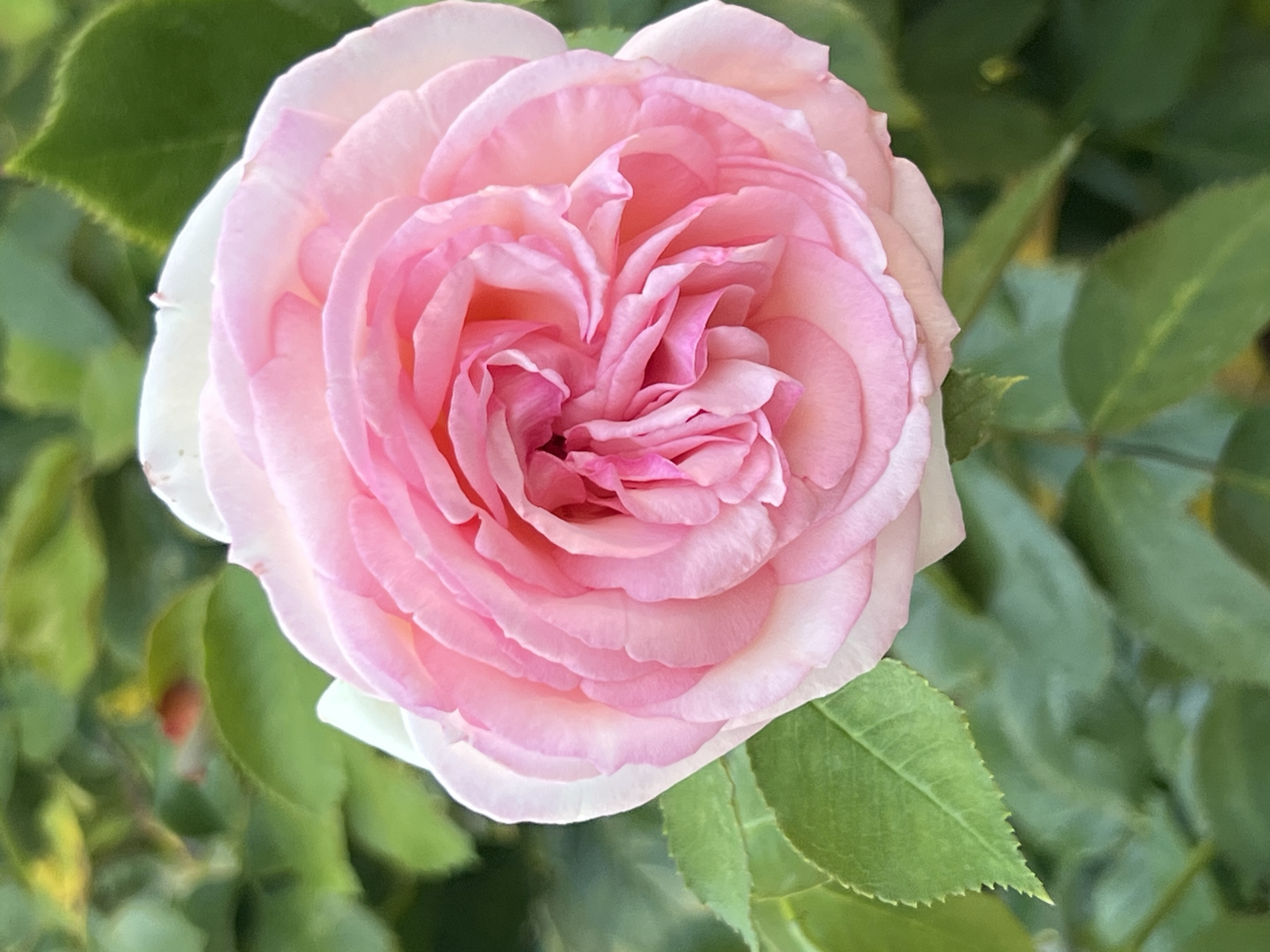 The image is a close-up, vertical shot of a light pink rose in bloom, set against a blurred background of green leaves. The rose is the primary subject, filling most of the frame with its layered petals. The petals are a soft pink, with lighter, almost white edges, and exhibit a delicate, ruffled texture. The center of the rose is a deeper pink and appears tightly furled. The background consists of out-of-focus green foliage, suggesting an outdoor garden setting. There are no people or discernible actions occurring in the image. The scene is peaceful and focuses solely on the natural beauty of the rose. The location in Moosburg, Germany, is not evident from the visual information provided in the image itself.