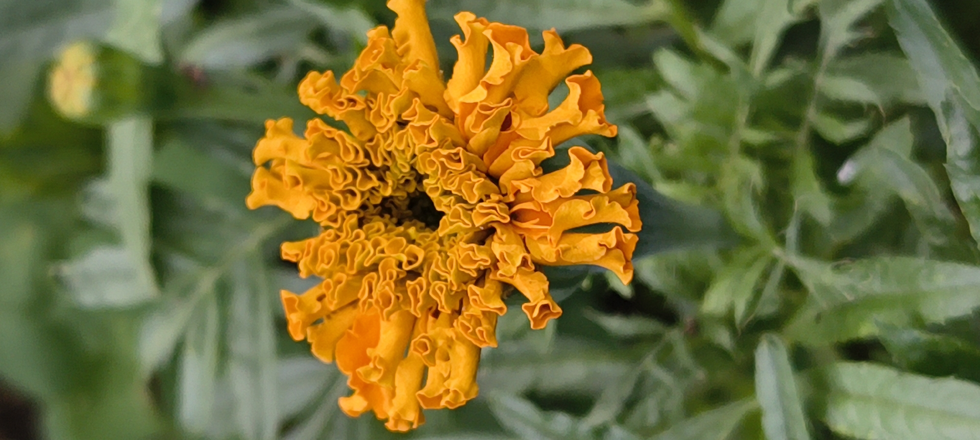 The image shows a close-up, vertically oriented shot of an orange marigold flower in bloom. The flower's petals are densely packed and ruffled, creating a complex, almost fractal pattern. The center of the flower is dark and indistinct. The background consists of blurred green foliage, suggesting an outdoor setting, possibly a garden. The overall impression is one of natural beauty and detail. There is no information about the city of Mykolaiv, Ukraine, or any people, actions, or interactions present in this image.