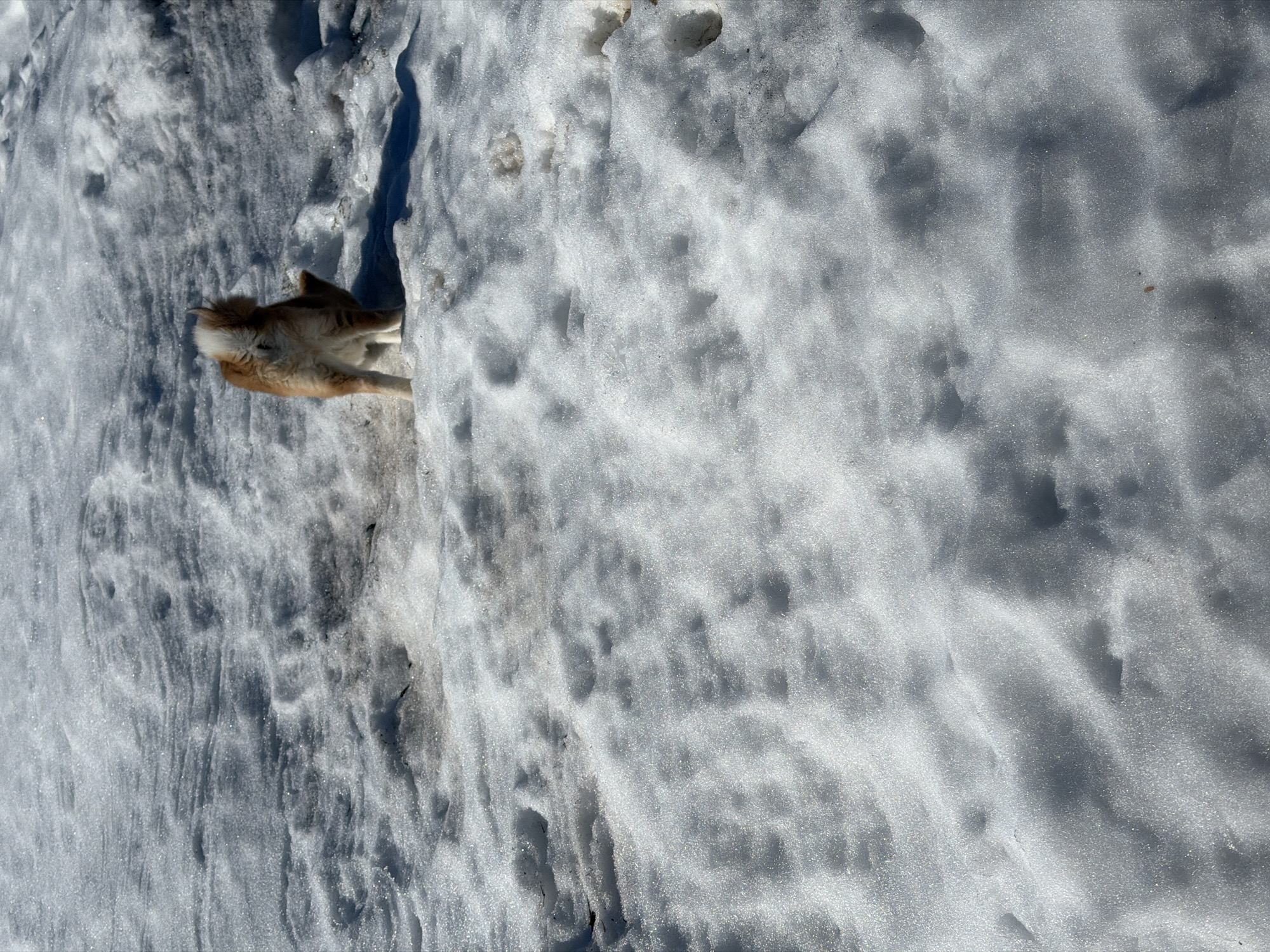 The scene depicts an outdoor snowy environment in Chaikovsky, Russia, under clear, bright daylight. A medium-sized domestic dog, exhibiting light brown and white fur, is positioned in the upper portion of the frame, viewed from the rear. The dog's white, bushy tail is curled dorsally. Its left hind leg is elevated and bent, actively scratching its left ear. The ground is uniformly covered with uneven, granular snow, which displays numerous indentations, consistent with footprints or disturbed areas. Patches of darker ground or melted snow are discernible beneath the snow, particularly in the mid-ground. Shadows are sharp and defined, indicating direct sunlight.