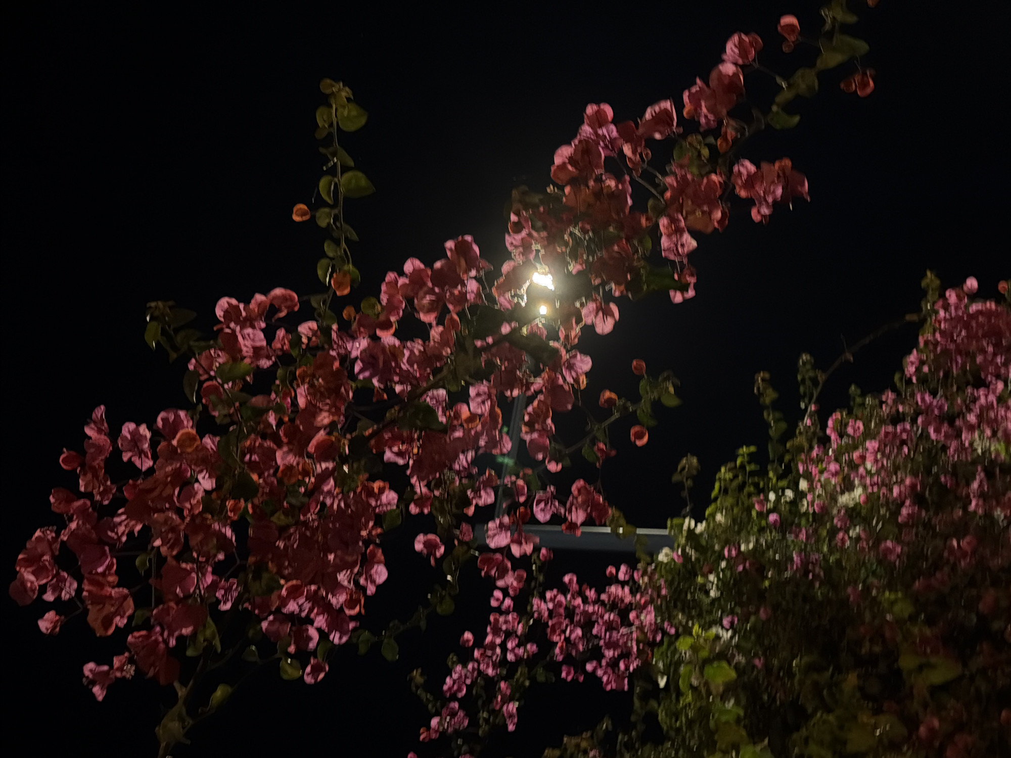 The image displays a bougainvillea plant richly adorned with pink and purplish-red bracts, set against a dark night sky in Bat Yam, Israel. A street light, partially obscured by the dense foliage, is visible near the center of the frame, emitting a bright glow that illuminates the vibrant colors of the plant.
The bougainvillea's branches, covered in numerous clusters of these colorful bracts and some dark green leaves, extend across the upper and lower portions of the image. The artificial light creates a striking contrast, making the brightly colored flowers stand out dramatically against the deep black background. The plant appears to be a large, sprawling specimen, possibly climbing a structure or growing as a substantial bush.
The time of day is clearly night, indicated by the dark sky and the reliance on artificial light. There are no people, animals, or specific activities depicted. The scene conveys a calm, almost serene, nocturnal atmosphere, highlighting the natural beauty of the plant enhanced by urban lighting. No visible text is present in the image.