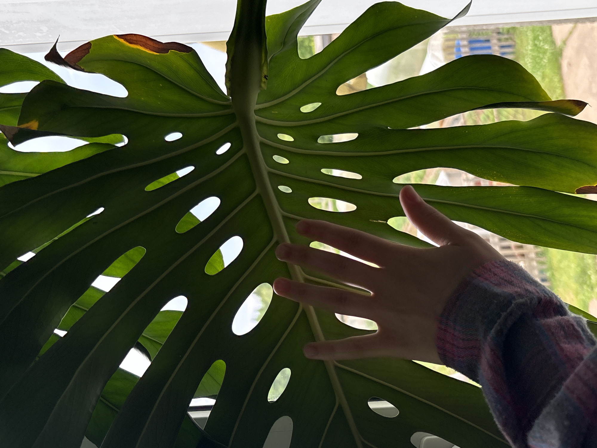 A human hand, with visible fingers and palm, is positioned against a large, green Monstera leaf, which is translucent due to backlight. The leaf has characteristic fenestrations (holes) and a vein pattern. The hand is wearing a plaid sleeve. Behind the leaf and hand, out-of-focus, is a window with a view of a green, outdoor environment featuring trees and some structures that appear to be part of a rural or suburban setting, possibly a greenhouse or shed. The lighting suggests an indoor scene looking outwards. The location is identified as Kumyony, Russia.