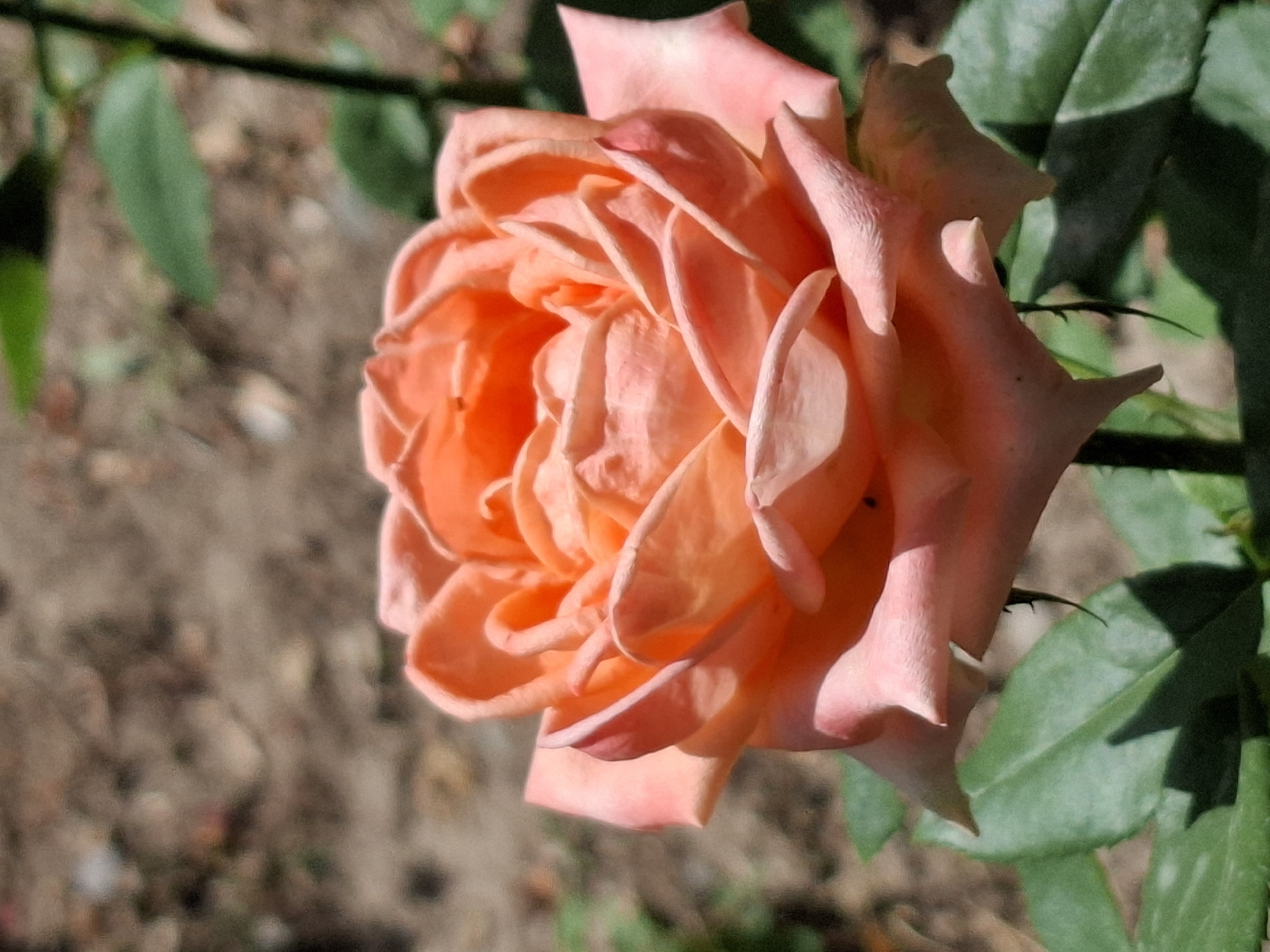 A close-up, eye-level, outdoor shot features a blooming coral-pink rose with tightly packed petals. The rose is centered in the frame, with a blurred background of brown soil and green leaves, suggesting it is part of a garden or park. The lighting indicates it is daytime, likely with sunlight casting shadows. The image does not contain any individuals, actions, or interactions. The context of Almaty, Kazakhstan, cannot be determined from the visual information provided.