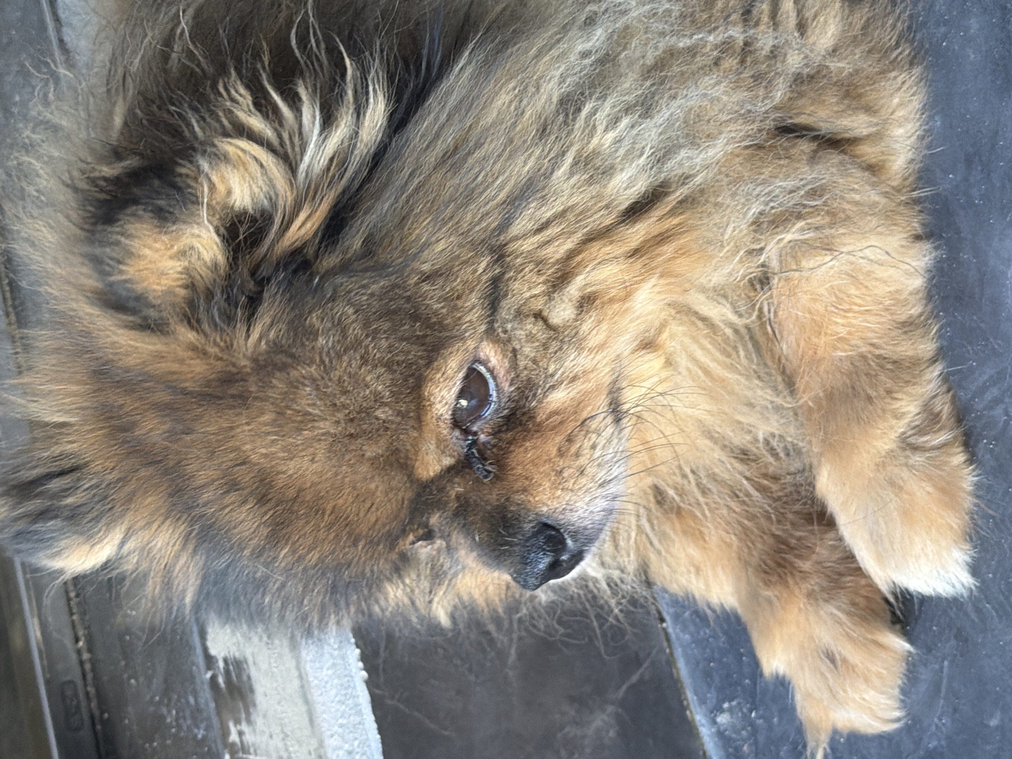 A close-up, eye-level shot focuses on the head and front paws of a long-haired, brown and tan Pomeranian dog lying down on a dark, textured surface. The dog's fur is prominent, with strands of lighter and darker brown, as well as some gray and white hairs. Its right eye, which is visible, is brown and appears to be looking slightly to the left. The dog's nose is black and wet. Its front paws are fluffy and rest on the surface. The background is slightly out of focus, showing a strip of light-colored material and a darker, possibly metallic surface with some white speckles. The lighting suggests an outdoor environment, possibly a patio or balcony. The specific location in Tashkent, Uzbekistan, cannot be determined from the visual information provided.