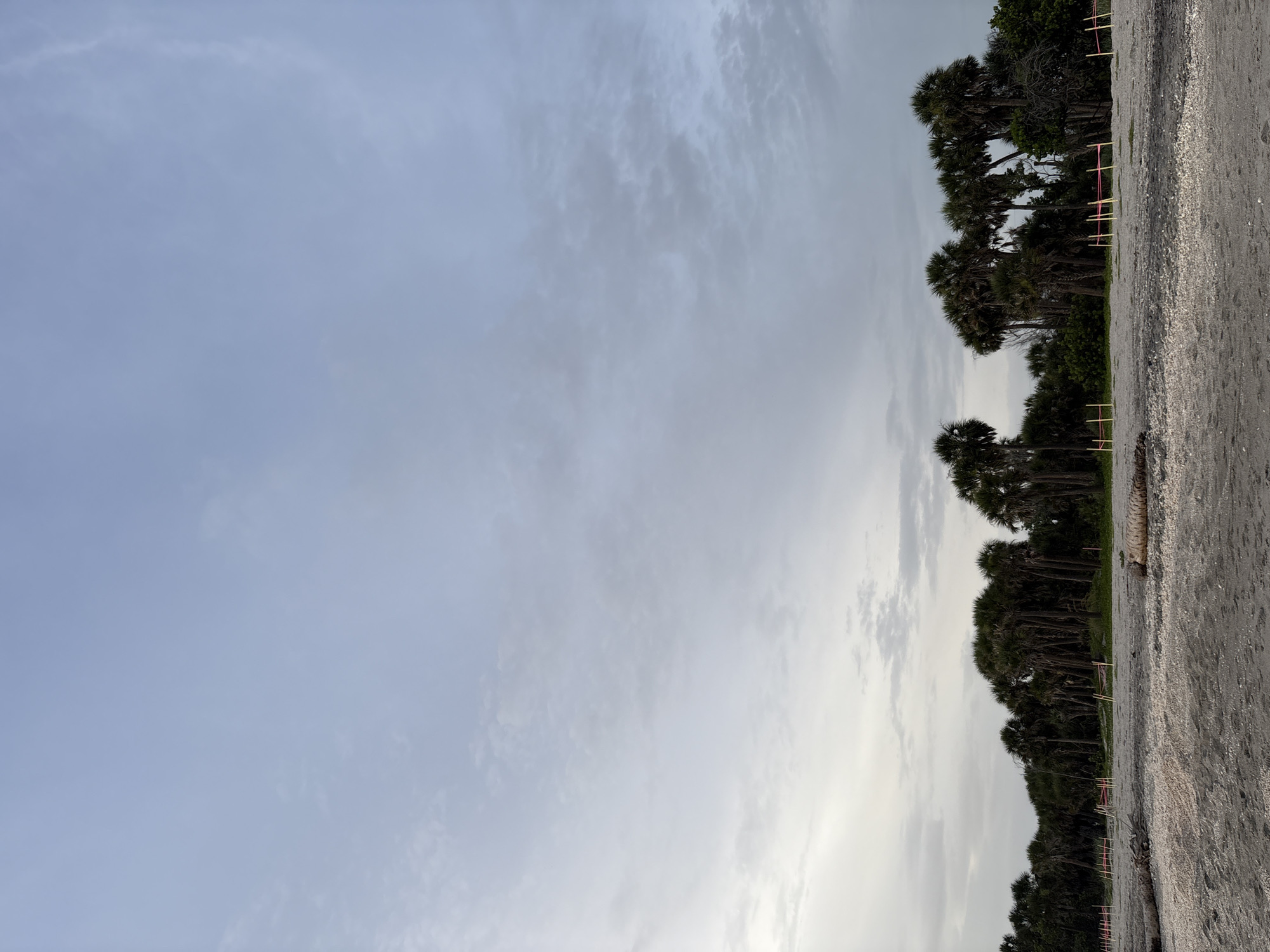 This is a vertical, eye-level shot of a beach in Venice, Florida, USA. The image is dominated by a pale blue sky with scattered clouds that transition to a darker gray hue near the horizon. A dense line of palm trees forms the background, creating a dark silhouette against the sky. The foreground consists of a sandy beach littered with shells and driftwood. In the middle ground, there are several low, temporary structures made of posts and pink tape, possibly marking off an area. No people are visible in the scene. The overall atmosphere is calm and natural.
