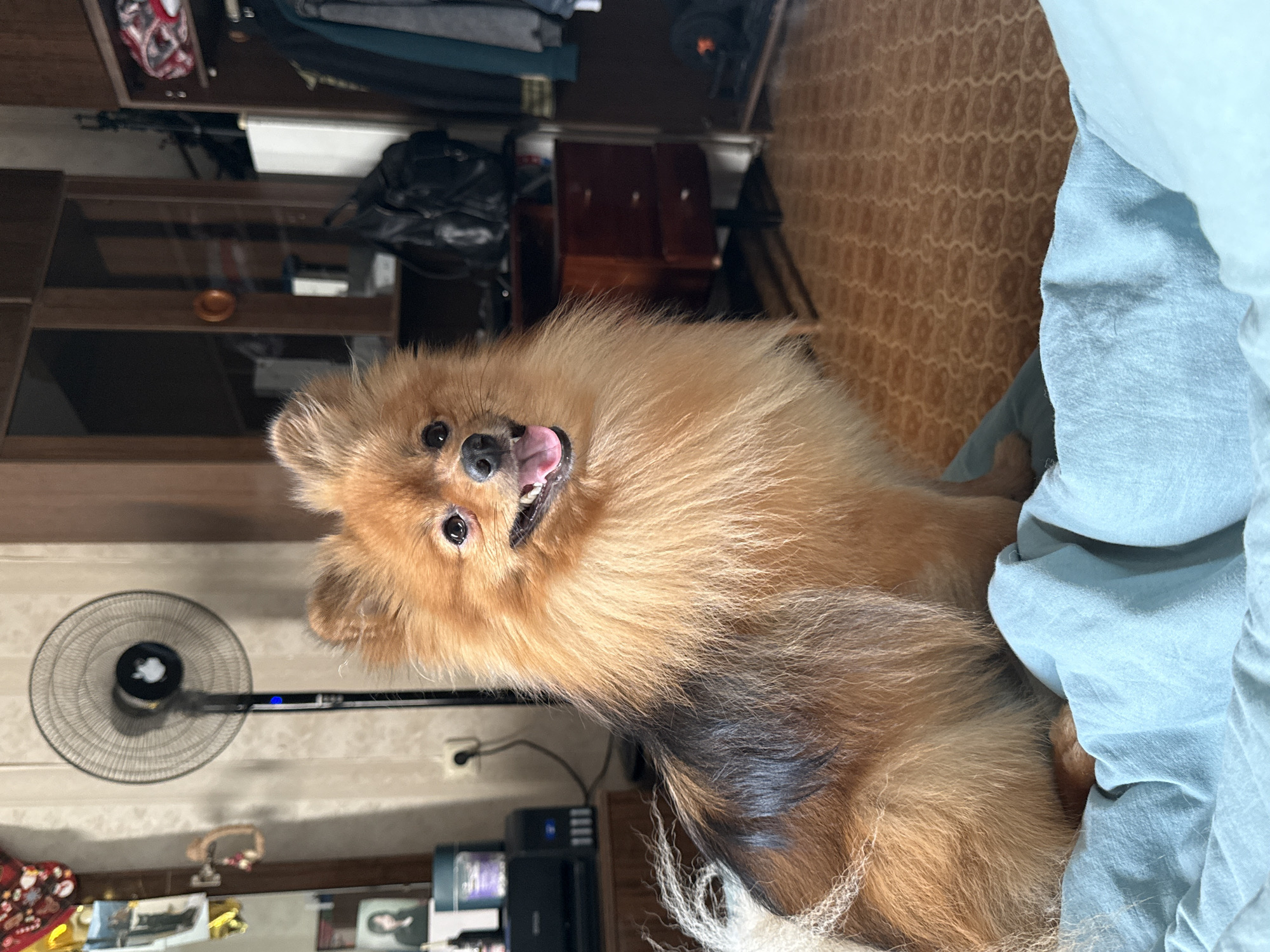 An adorable Pomeranian dog with fluffy ginger fur and dark accents is sitting on a light blue blanket indoors. The dog has its mouth open, tongue slightly visible, and is looking towards the right. In the background, a black oscillating fan with a circular grill is visible against a beige, patterned wallpaper. To the left of the fan, there are framed pictures and a shelf with a printer or similar electronic device. The right side of the background shows a wooden wardrobe with clothes hanging inside and a dark brown chest of drawers. The floor is covered with a patterned linoleum. The scene appears to be in a residential setting in Khimki, Russia.