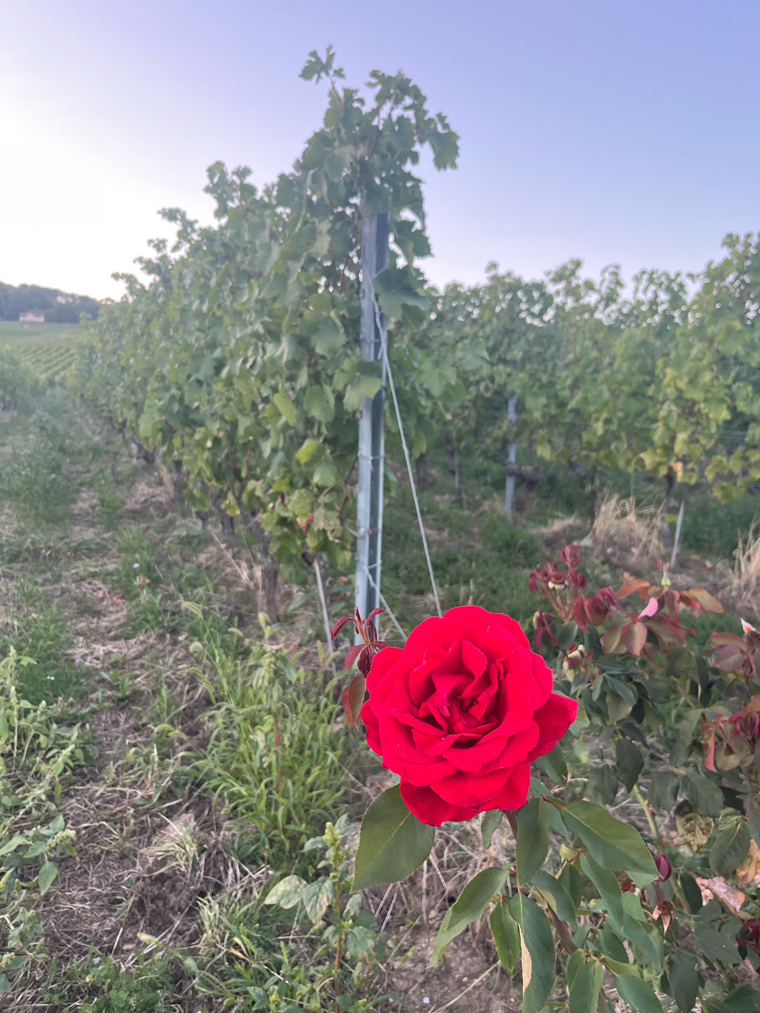 A vibrant red rose in the foreground stands out against a backdrop of a vineyard in Féchy, Switzerland. The rose is in full bloom with many petals. Behind the rose, rows of grapevines stretch into the distance, supported by metal stakes. The sky above is a soft gradient of pale blue and white, suggesting either early morning or late evening light. The ground is covered with dry grass and some patches of green vegetation. The scene evokes a peaceful, natural setting within a wine-growing region.