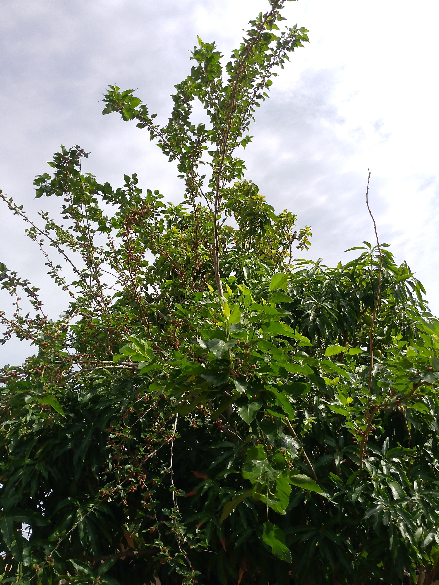 The image depicts a densely foliated tree against a backdrop of a cloudy sky in Unknown, Unknown. The tree appears to be laden with green leaves and red or dark-colored fruits, possibly berries. Another tree with long, glossy green leaves is behind the first one. The scene is well-lit.