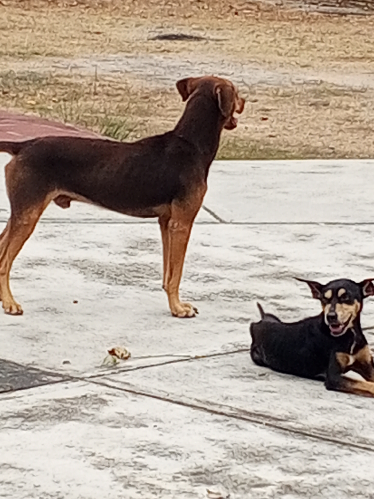 A brown dog stands on a concrete surface, facing right. Behind it, a smaller black and tan dog lies on the same surface. The background includes a patch of dried grass. The image was taken outdoors in the city of Los Leoncitos, Venezuela.