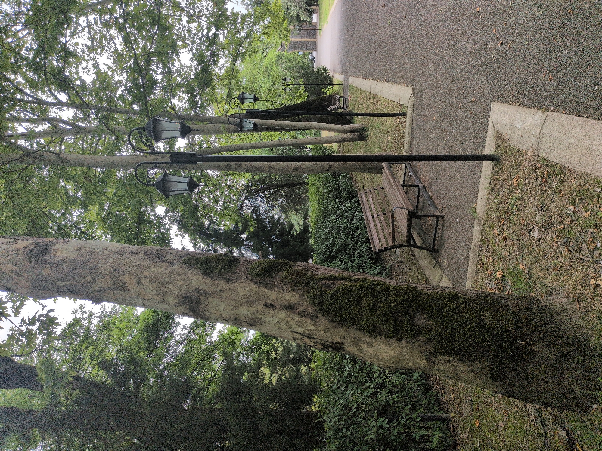 The image depicts an outdoor park scene in Gabala, Azerbaijan. The foreground is dominated by a large tree trunk covered in moss on the left, and a pathway of dark grey gravel on the right. Along the pathway, there are two wooden park benches with metal frames, situated on small grassy patches bordered by concrete. Several black lampposts with ornate, lantern-style lights are placed between the benches and along the pathway, some appearing to be ornamental.
Behind the benches and to the left, a dense, neatly trimmed green hedge forms a visual barrier. Further into the background, a line of tall trees with light-colored bark and lush green foliage create a canopy. The pathway recedes into the distance, leading towards an arched gateway or structure visible in the far background. The overall atmosphere is serene and natural, suggesting a public park or garden area. There are no people present in the image. The weather appears overcast.