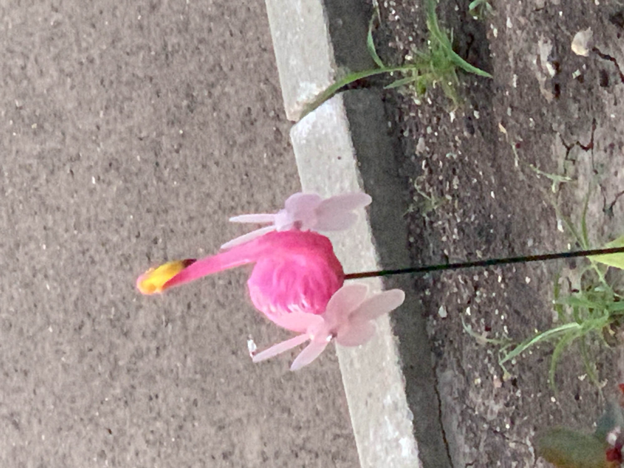A plastic pink flamingo garden ornament is displayed outdoors. The flamingo is on a thin black stake, with its body in a curved posture. It has a yellow beak with a black tip. Two delicate, light pink petal-like appendages extend from the base of its neck. The flamingo is positioned in front of a grey concrete curb, which separates the dirt ground from a paved area. Small green sprouts and weeds are growing in the dirt. The background consists of a textured grey surface, possibly asphalt or concrete. The lighting suggests it is daytime, with soft light illuminating the scene.