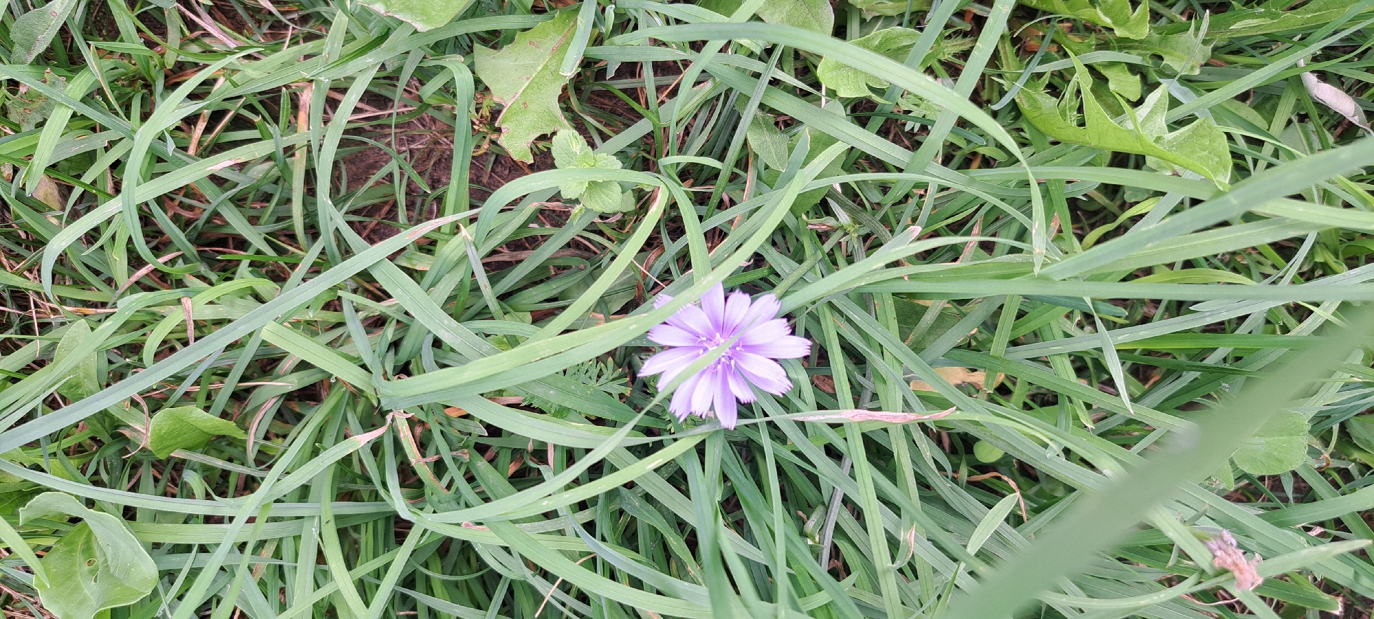 A close-up, top-down view shows a solitary, small, pale purple flower nestled amongst dense, green grass. The flower has delicate, elongated petals radiating from a central disk. The grass blades are long and vary in thickness, some appearing slightly wilted or brown at the tips, suggesting a natural, unmanicured setting. The ground beneath the grass is dark and appears to be soil. There are no people or man-made structures visible in this image. The scene is characteristic of a rural or semi-rural environment, potentially a field or uncultivated patch of land within or on the outskirts of Jangy-Turmush, Kyrgyzstan.