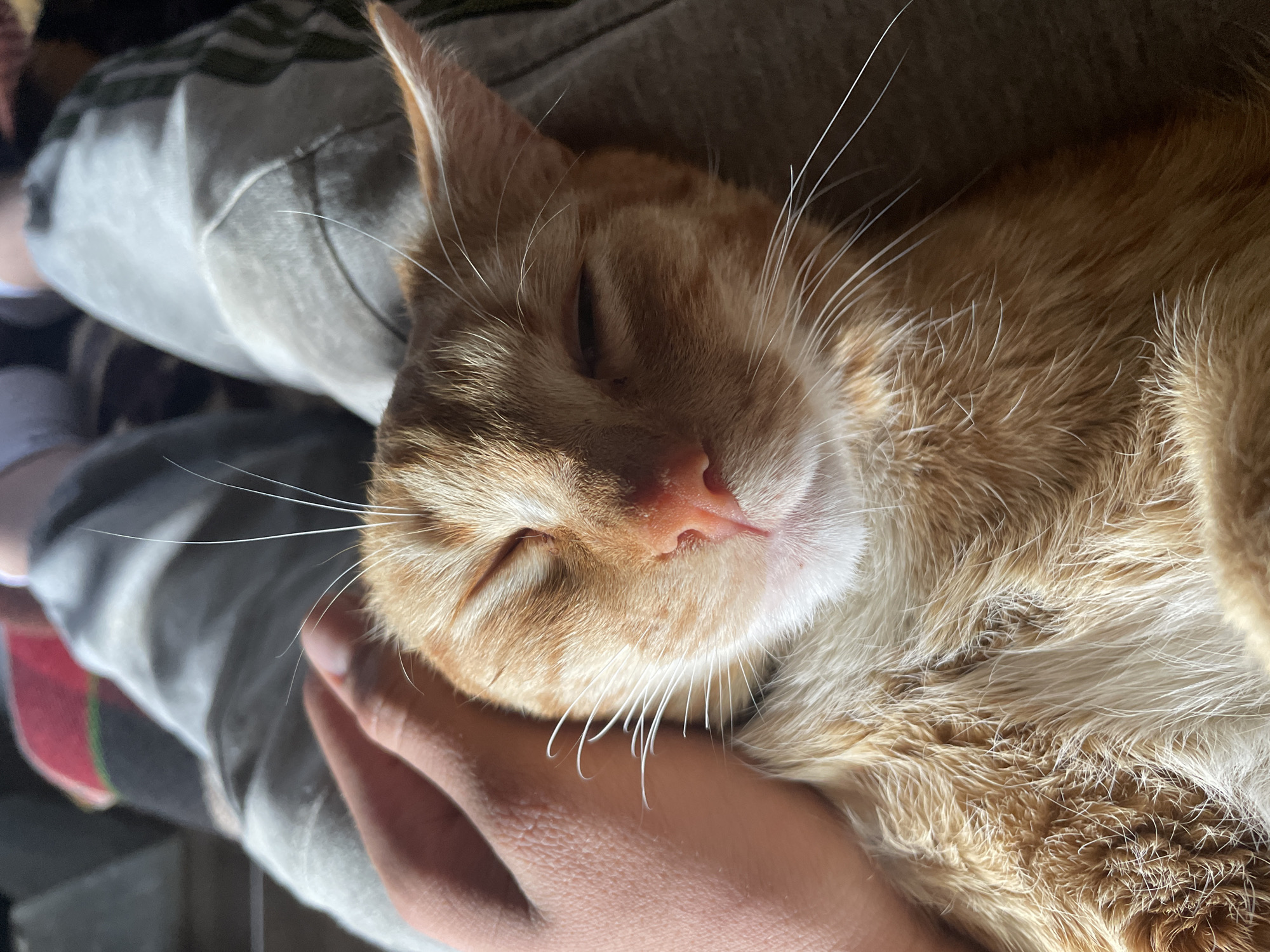 A close-up, high-angle shot depicts an orange tabby cat lying on someone's lap or arm. The cat is mostly orange with white markings on its chest and around its mouth. The cat's eyes are closed, and its expression is peaceful, suggesting it is asleep or relaxed. A hand is visible, gently touching the cat. The background is a blurry mix of clothing and other indiscernible elements. The image gives no indication of the city of Zlatograd, Bulgaria.