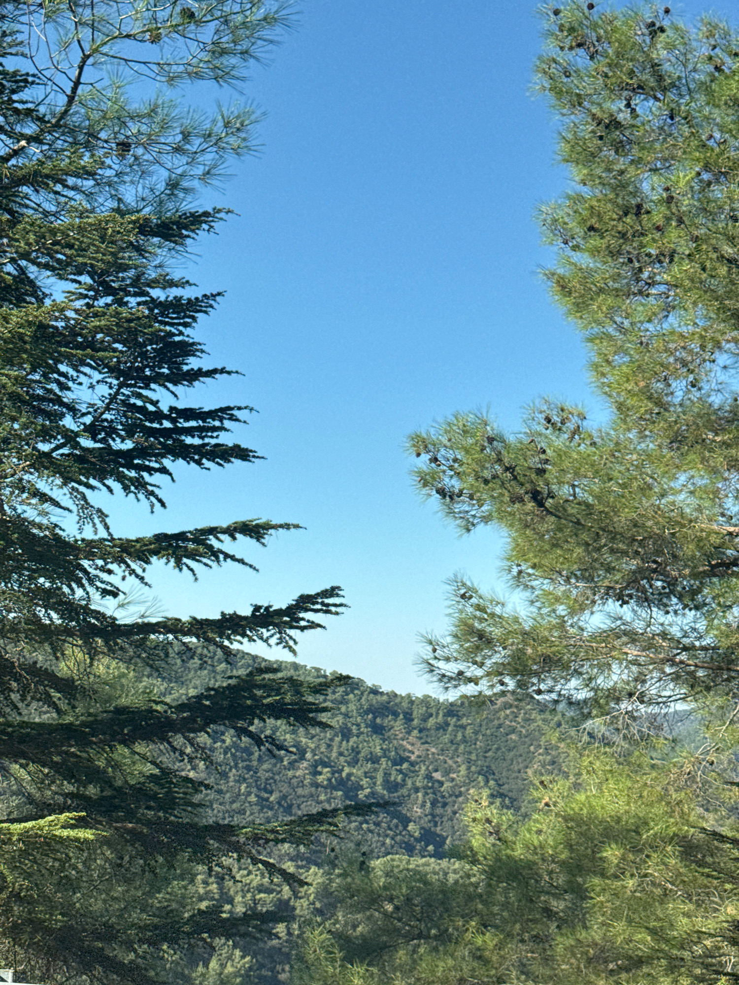This is an eye-level, vertical, medium shot of a clear blue sky framing a view of a lush, green, densely wooded hillside. In the foreground, two large pine trees are partially visible, one on the left and one on the right, their branches laden with pinecones and needles. The tree on the left has darker, heavier foliage, while the tree on the right is lighter and more feathery. The hillside in the background is covered with a variety of trees, creating a textured, undulating landscape. The scene is natural and serene. This photograph was taken in the vicinity of Mylikouri, Cyprus.