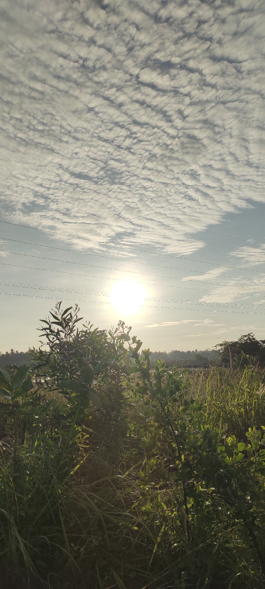 An outdoor, low-angle, vertical photograph captures a bright sunrise scene. The sun, a luminous orb, shines brightly in the upper-middle portion of the frame, casting a warm glow across the sky and landscape. Above the sun, a patterned sky is filled with numerous small, white clouds arranged in horizontal rows, creating a textured ceiling. Several parallel, thin black wires stretch horizontally across the sky, intersecting the sun's light and suggesting the presence of a power line. In the foreground, lush green foliage and tall grasses dominate the lower half of the image. A prominent bush with numerous small leaves and some indistinct berries stands in the center-left, its branches reaching upwards. The ground is covered in a dense layer of grass and other vegetation, with some hints of darker shadows suggesting depth and uneven terrain. In the distance, a treeline forms a dark silhouette against the hazy horizon, with more distant structures or vegetation faintly visible. The overall impression is a serene natural landscape bathed in the early morning light. The image is likely taken in Lhokseumawe, Indonesia, a city known for its natural beauty and agricultural landscapes.