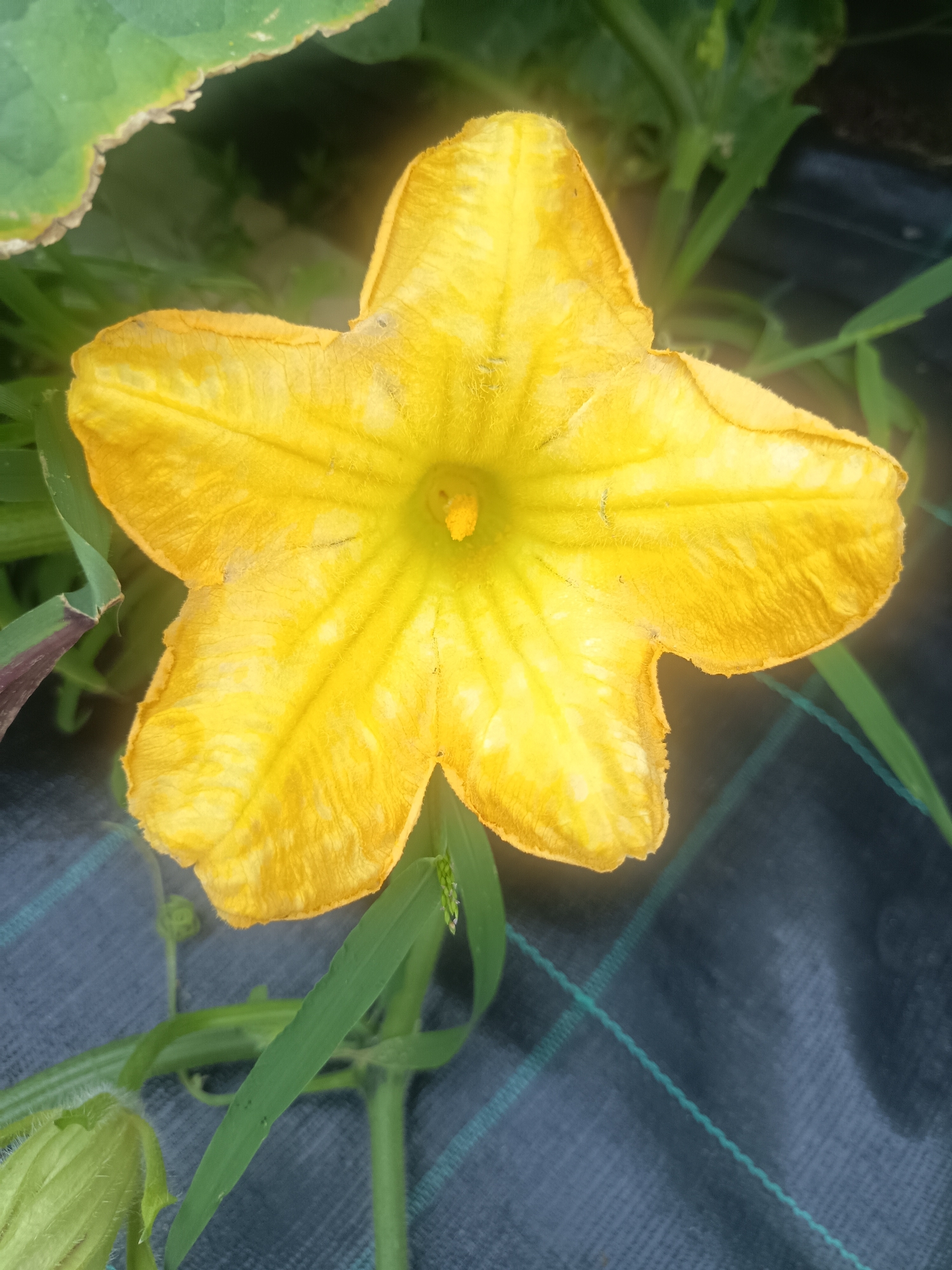 A close-up, top-down view of a vibrant yellow squash blossom is centered in the frame, its five petals spread wide open. The blossom displays a fuzzy texture on its petals and a prominent stamen cluster in its center. Surrounding the flower are green leaves and stems, indicating a plant in its growth phase. In the background, a dark, woven fabric, likely landscaping or garden material, is visible with a faint green grid pattern. This scene appears to be in a garden setting, with no specific landmarks to identify the city of Hadzhidimitrovo, Bulgaria.
