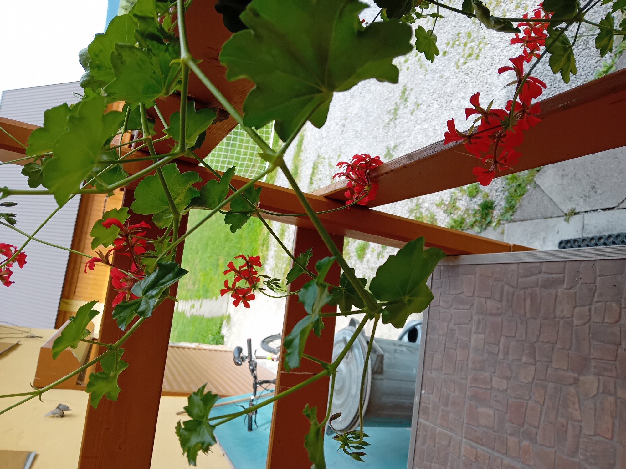 The image shows a close-up view of red geranium flowers and green leaves on a wooden structure. In the background, a bicycle and a large gray trash bin are visible. Beyond that, a paved path leads away from the scene, with green grass and a building with a corrugated roof. The location is identified as Zuberec, Slovakia. The scene appears to be an outdoor area, possibly a porch or balcony, with a focus on the vibrant flowers.