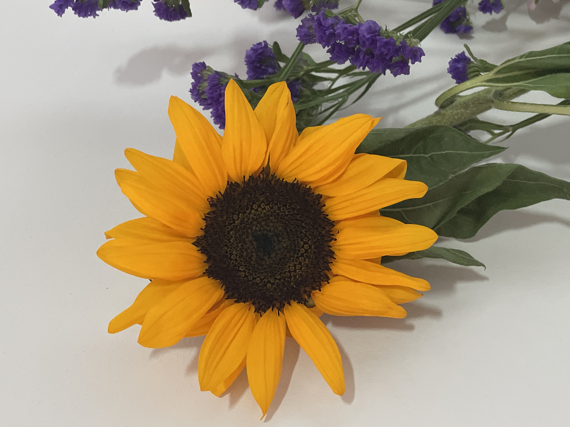 A sunflower with a dark brown center and bright yellow petals is prominently displayed. Behind the sunflower, a stem with green leaves and small purple flowers is visible. All are placed on a white surface.
The scene's location in Yekaterinburg, Russia, cannot be determined from the image itself. There are no geographical or contextual cues to link it to that city.