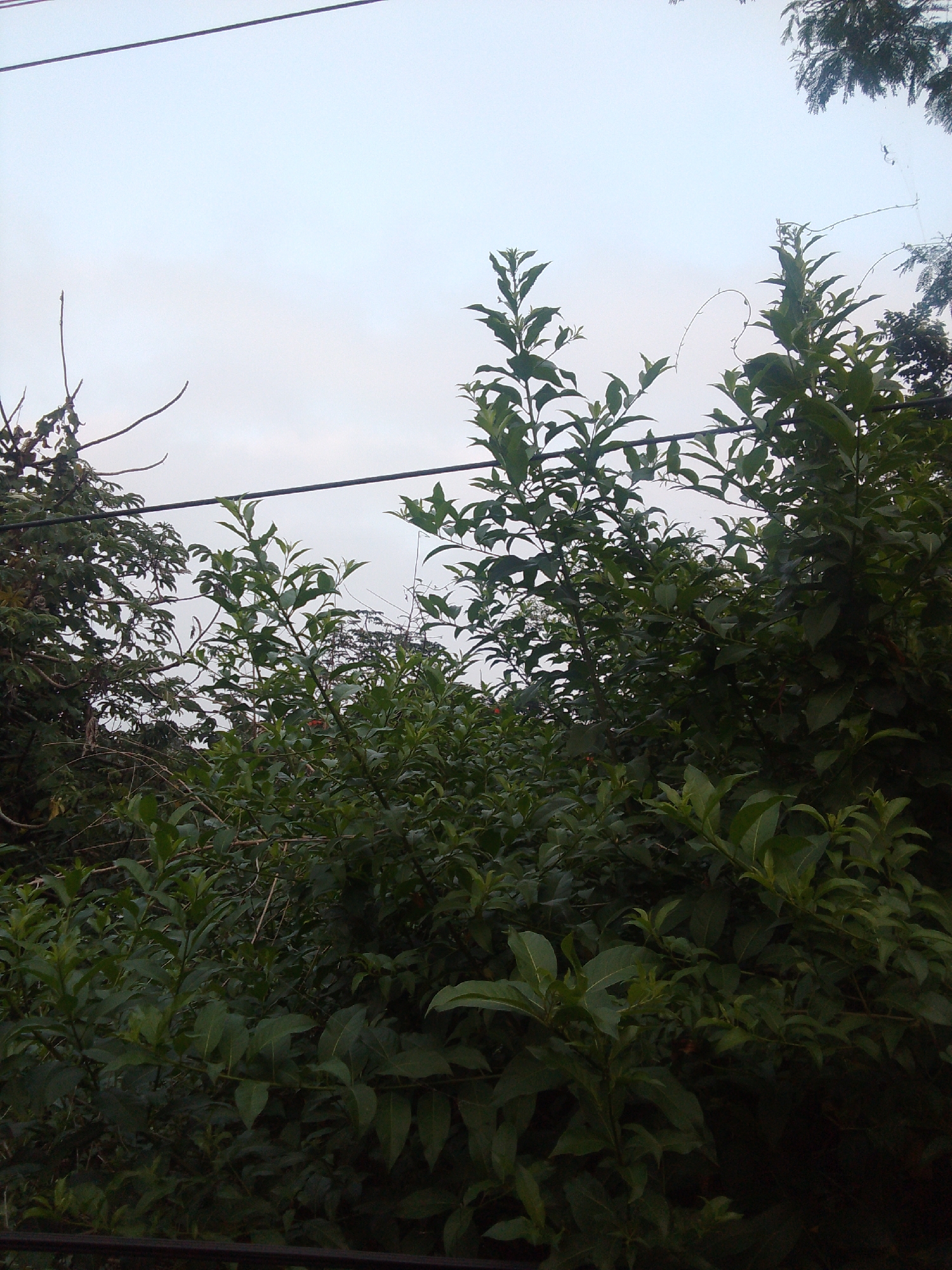 A low-angle, medium shot captures a dense, dark green foliage of trees and bushes in the foreground, reaching up towards a pale, overcast sky. Two thin, dark wires stretch horizontally across the sky, one higher than the other. The leaves are varied in shape and size, with some larger and brighter green leaves in the mid-ground and foreground, while the background is a more uniform, darker green. The scene is located in Megamendung, Indonesia, suggesting an outdoor, natural environment. The lighting is diffused, indicating an overcast day or early morning/late evening. There are no people or animals visible in the frame.