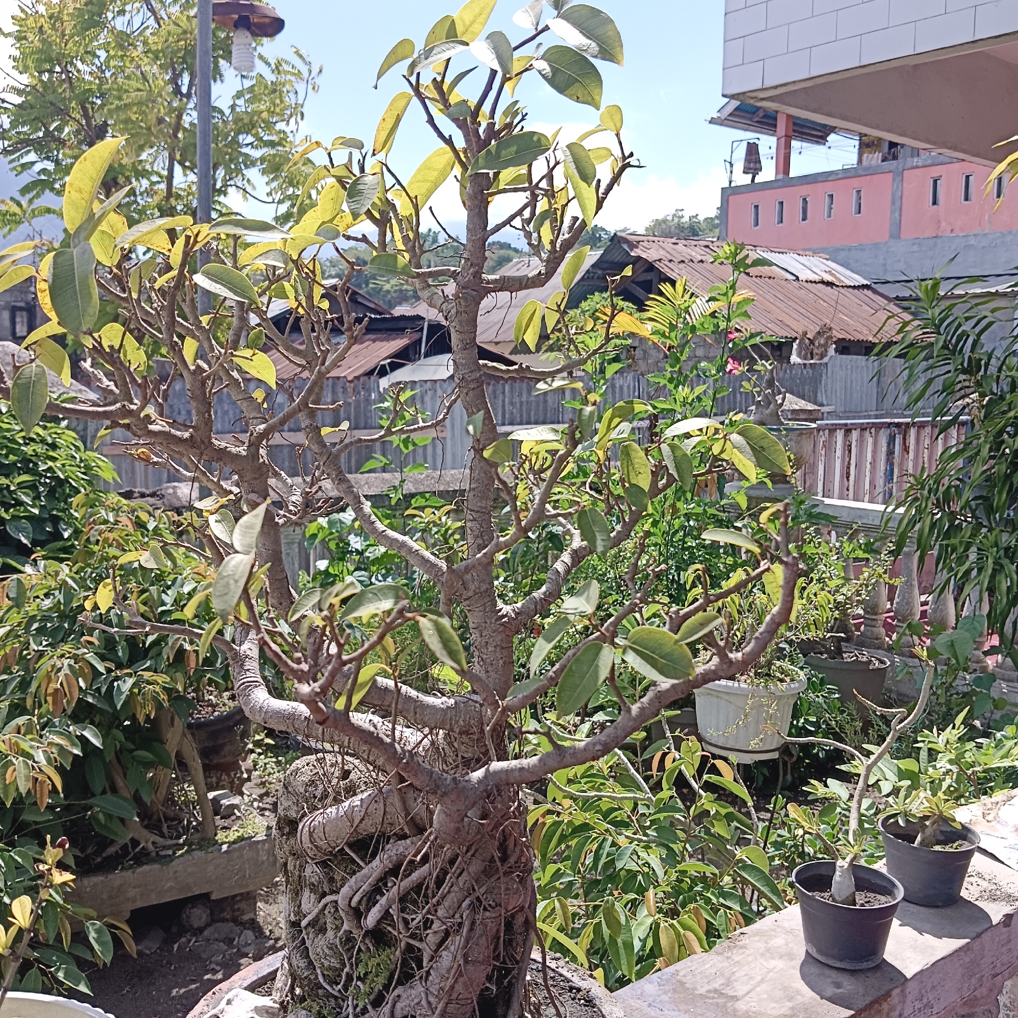 The image depicts an outdoor scene in Kota Raja, Indonesia, featuring several potted plants, primarily bonsai, arranged on a concrete ledge. The main subject is a large bonsai with exposed, gnarled roots at its base, its branches reaching upwards and adorned with green and yellowing leaves. Behind this central bonsai, a variety of other green plants fill the background, some in pots and others growing more freely.
In the middle ground, the scene reveals the typical urban landscape of a residential area in Kota Raja. Various buildings with corrugated metal roofs are visible, suggesting a mix of older and newer construction. A prominent pink building with grey accents and numerous windows is situated in the upper right quadrant of the image, indicating a developed residential or commercial area. A street lamp with a visible light bulb stands tall behind the main bonsai, suggesting proximity to a road or public space. The overall environment appears to be a backyard or garden area, likely associated with a dwelling in a densely populated urban setting. The lighting suggests it is daytime, with the sun casting shadows. No people are visible in the image.