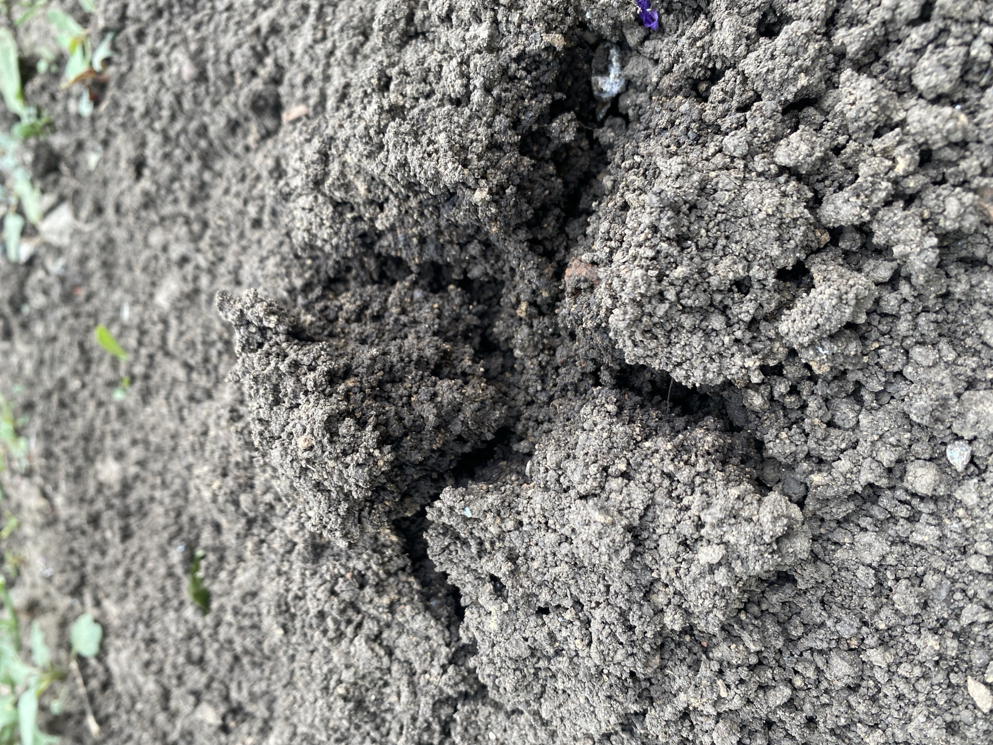This is a close-up, eye-level shot of dark, clumpy soil. The texture is rough and granular, with visible clusters and crevices. Some small green leaves and twigs are scattered in the background, suggesting an outdoor, possibly natural environment. The soil appears moist and compacted. The image is devoid of any human presence or activity. It is a detailed examination of the soil's surface, highlighting its texture and composition.