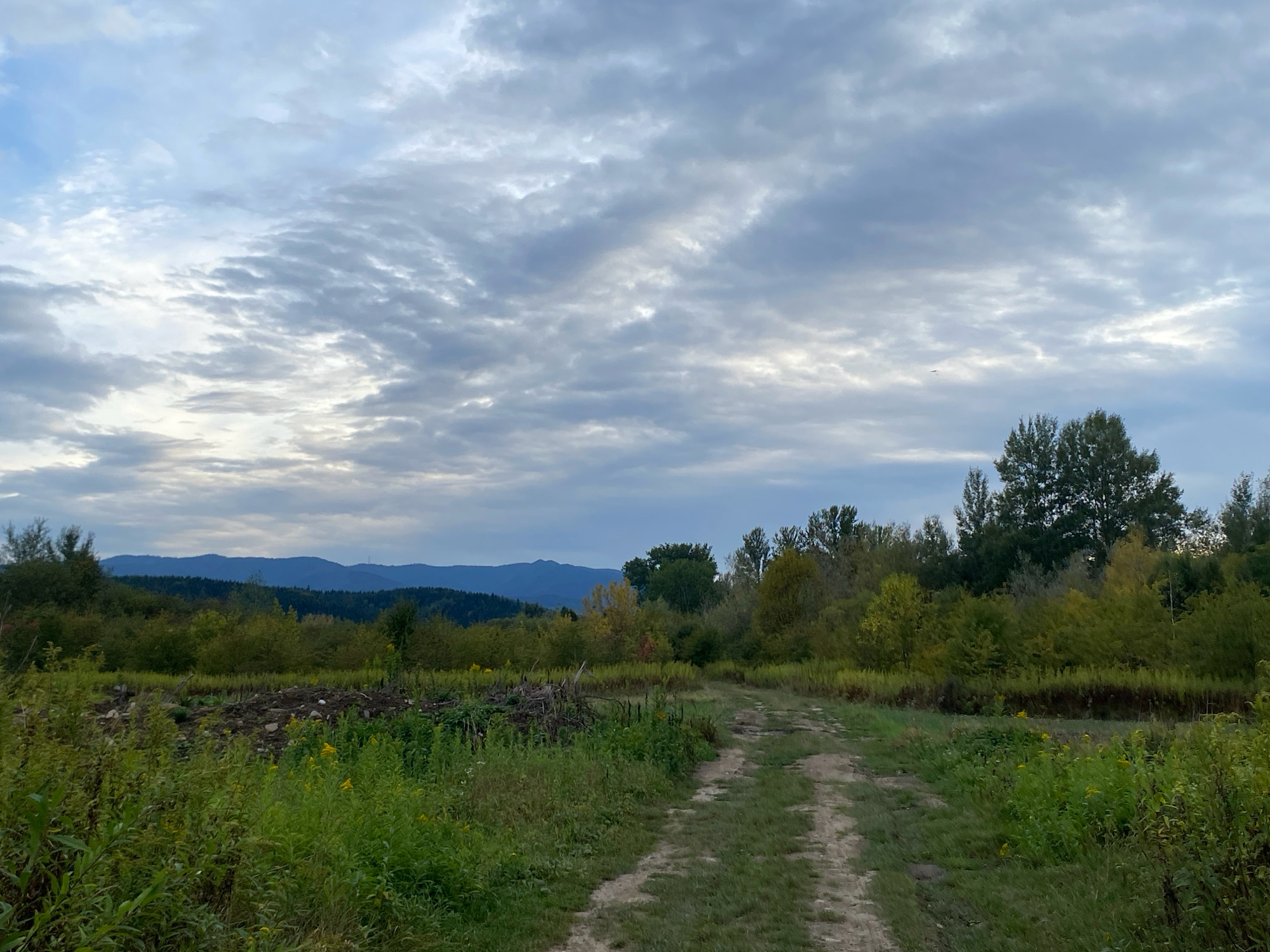 The image depicts a rural landscape under a cloudy sky. In the foreground, a dirt path winds through overgrown grass and vegetation. To the left of the path, there are areas of disturbed earth with debris, possibly indicating recent work or agricultural activity. Beyond the immediate foreground, a line of trees and shrubs forms a natural barrier, with some foliage showing hints of autumnal color. In the background, a range of rolling hills or mountains can be seen, layered in shades of blue and green under the overcast sky. The overall atmosphere is serene and natural. This scene is likely located in or around Stary Sącz, Poland, given the typical landscape features of the region.