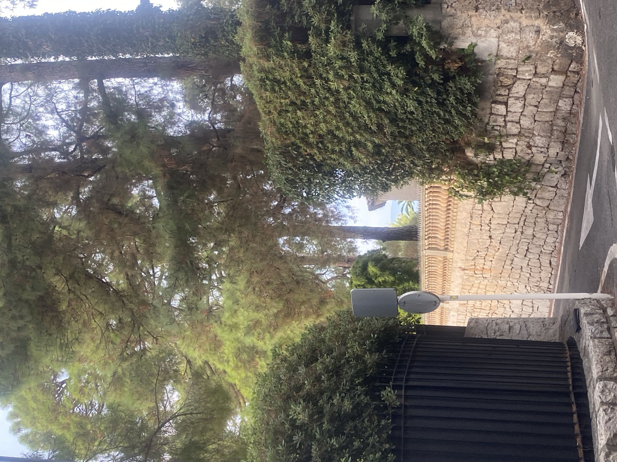 The image captures a street corner in Antibes, France, characterized by lush greenery and a stone wall. A black metal fence with vertical slats runs along the left side of the frame, bordering a well-maintained hedge. A white pole with a grey circular sign stands near the fence, positioned to the right of the hedge. The dominant feature of the scene is a rustic stone wall constructed from irregular, light-colored stones, which forms the backdrop and curves around the corner. This wall is topped by a lighter-colored decorative railing. A thick, dense hedge grows over the stone wall on the right, partially obscuring the railing. Tall pine trees with green needles rise behind the hedges and the wall, their branches forming a canopy overhead. The ground is paved with asphalt, marked with white directional arrows for a road. In the distance, glimpses of the sky and what appears to be the sea can be seen through the trees. The overall impression is a residential or semi-public area, likely a street leading to a property or a scenic overlook in Antibes.