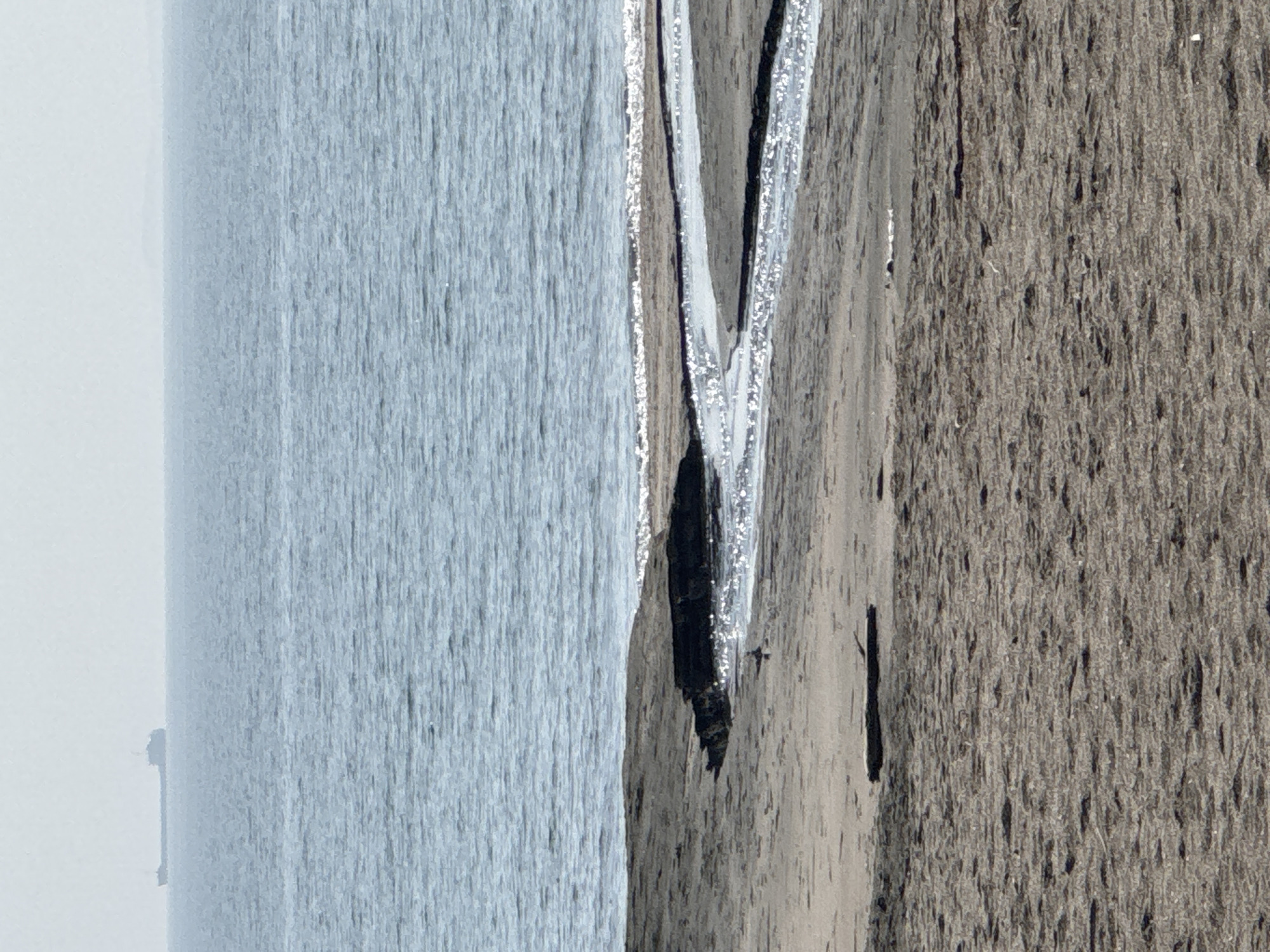 The image depicts a beach scene in Burgas, Bulgaria. The left side shows the Black Sea with a light grey color due to the overcast sky. A narrow strip of wet sand separates the water from the dry sand on the right. The dry sand is a darker grey and textured. There are a few small dark objects scattered on the sand, likely debris or organic material. The overall scene is muted in color due to the cloudy weather.