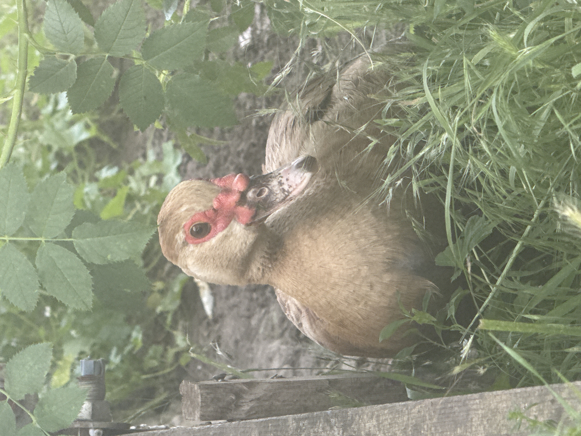 A light brown duck with red caruncles around its eyes and beak rests in tall green grass, with a wooden fence post to its left. The background consists of dirt and blurred green foliage.
